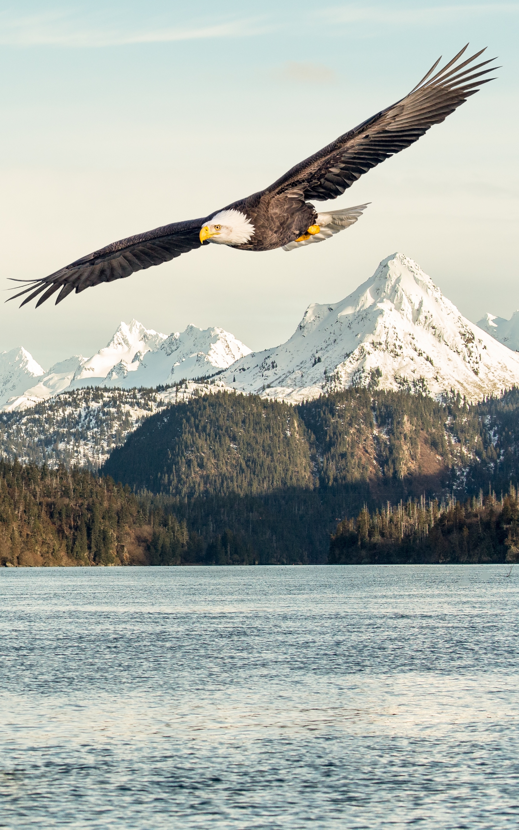 Download mobile wallpaper Birds, Mountain, Lake, Bird, Animal, Eagle, Bald Eagle, Bird Of Prey for free.