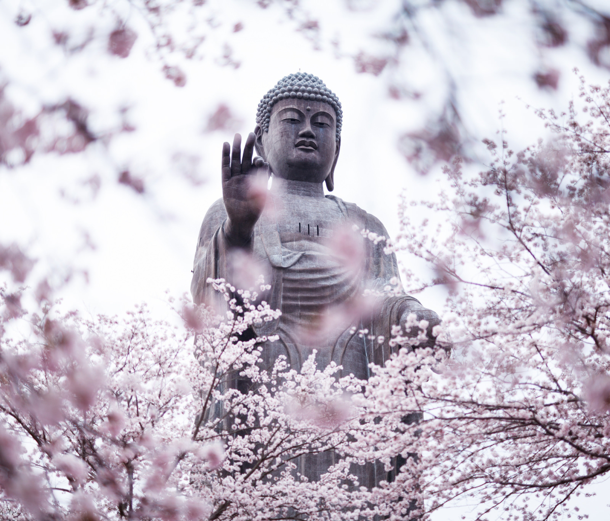 Handy-Wallpaper Buddha, Statue, Frühling, Blüte, Religiös kostenlos herunterladen.