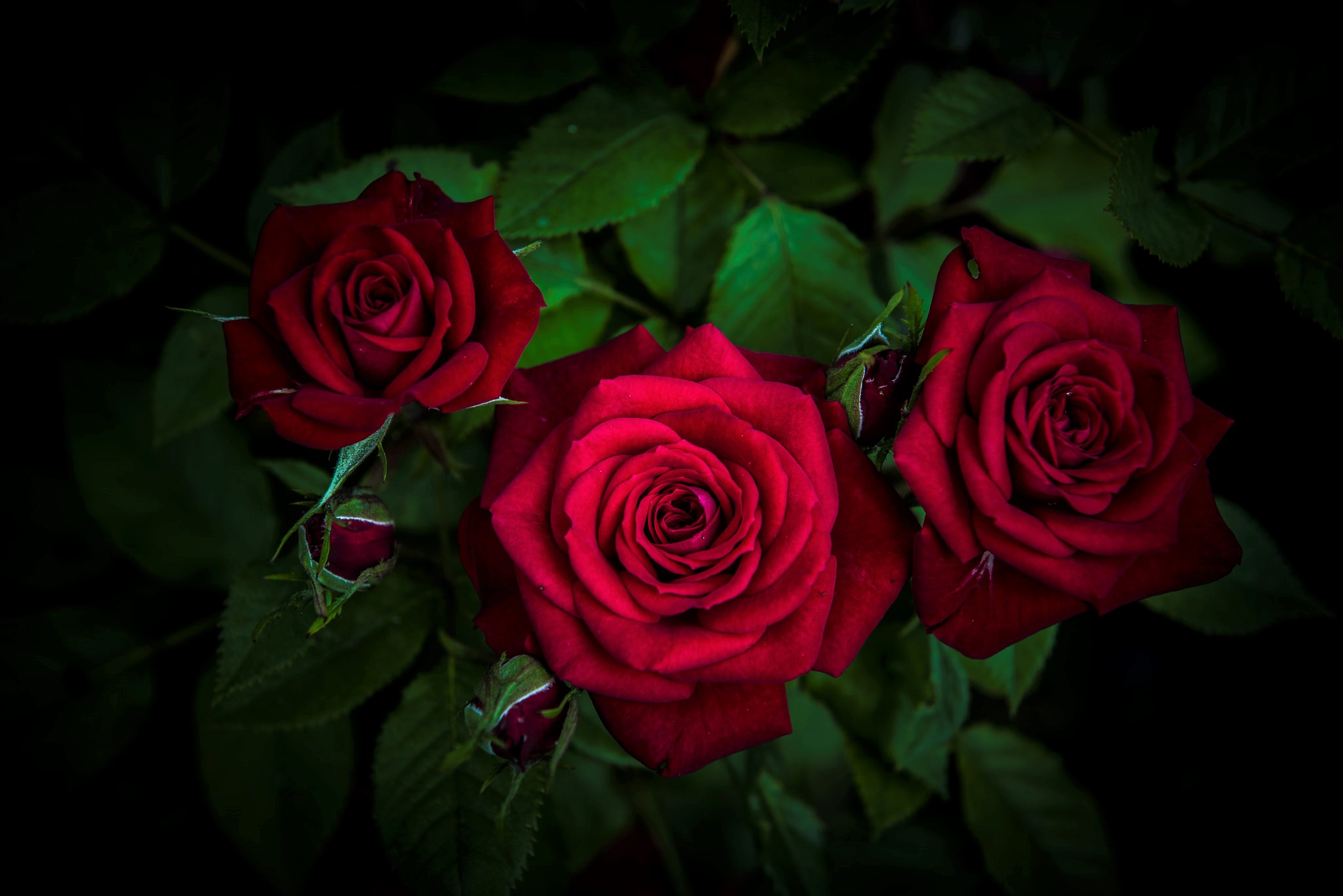 Handy-Wallpaper Blume, Rose, Blatt, Erde, Rote Rose, Rote Blume, Erde/natur kostenlos herunterladen.