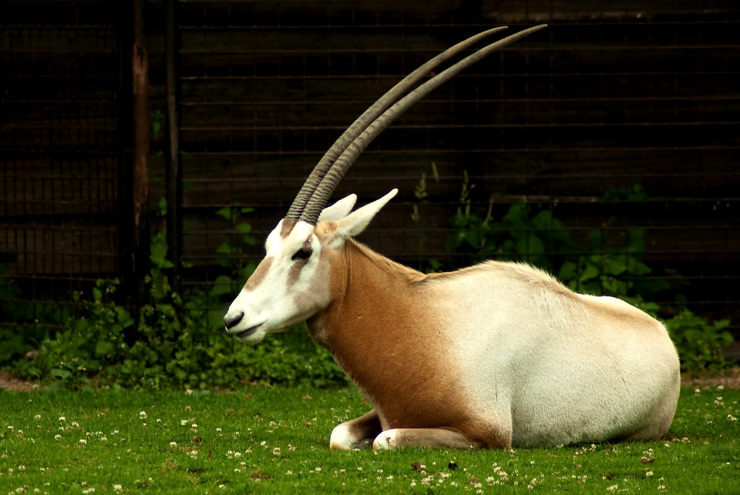 724777 Bild herunterladen tiere, oryx - Hintergrundbilder und Bildschirmschoner kostenlos