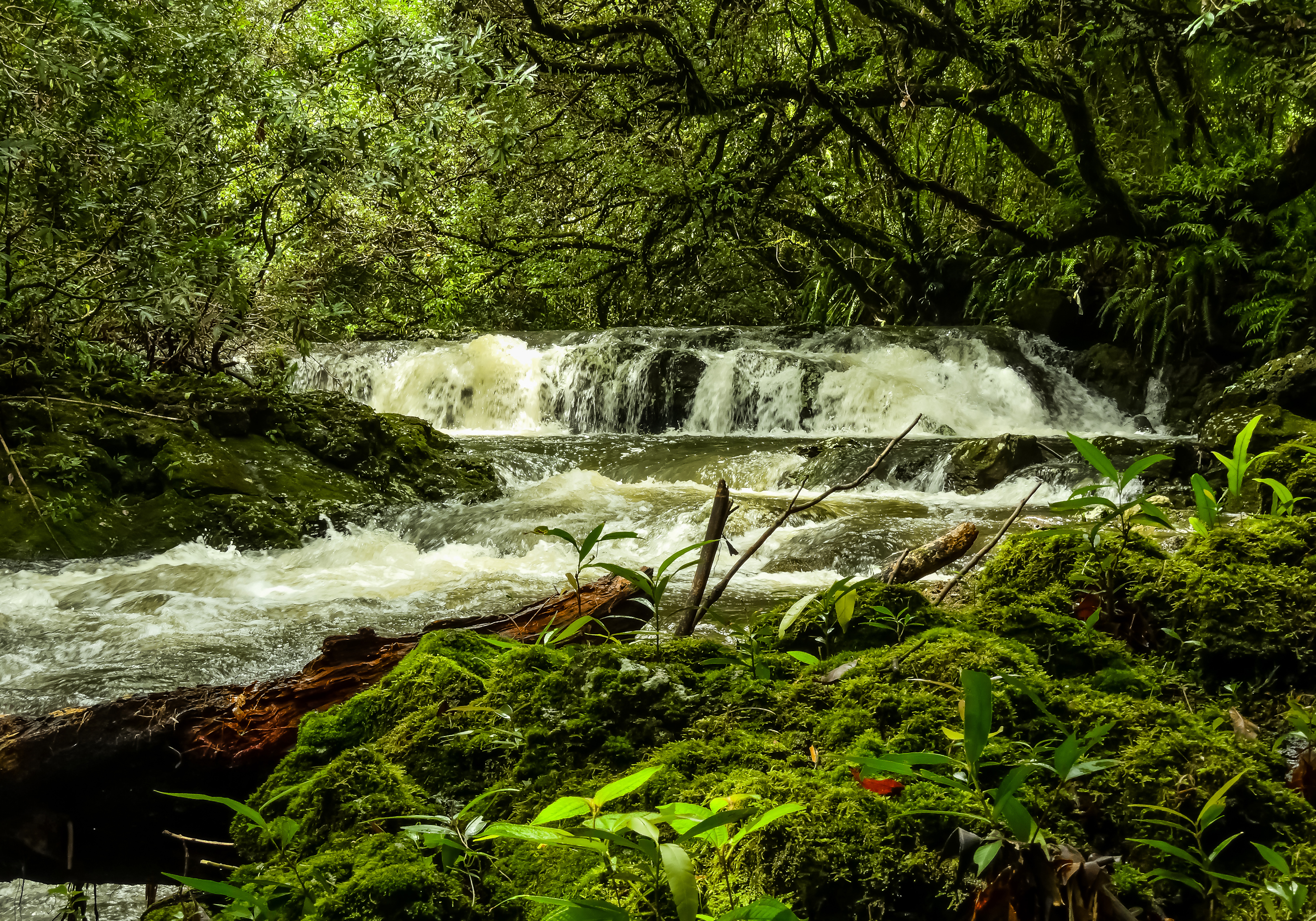 Descarga gratis la imagen Naturaleza, Rio, Musgo, Tierra/naturaleza en el escritorio de tu PC