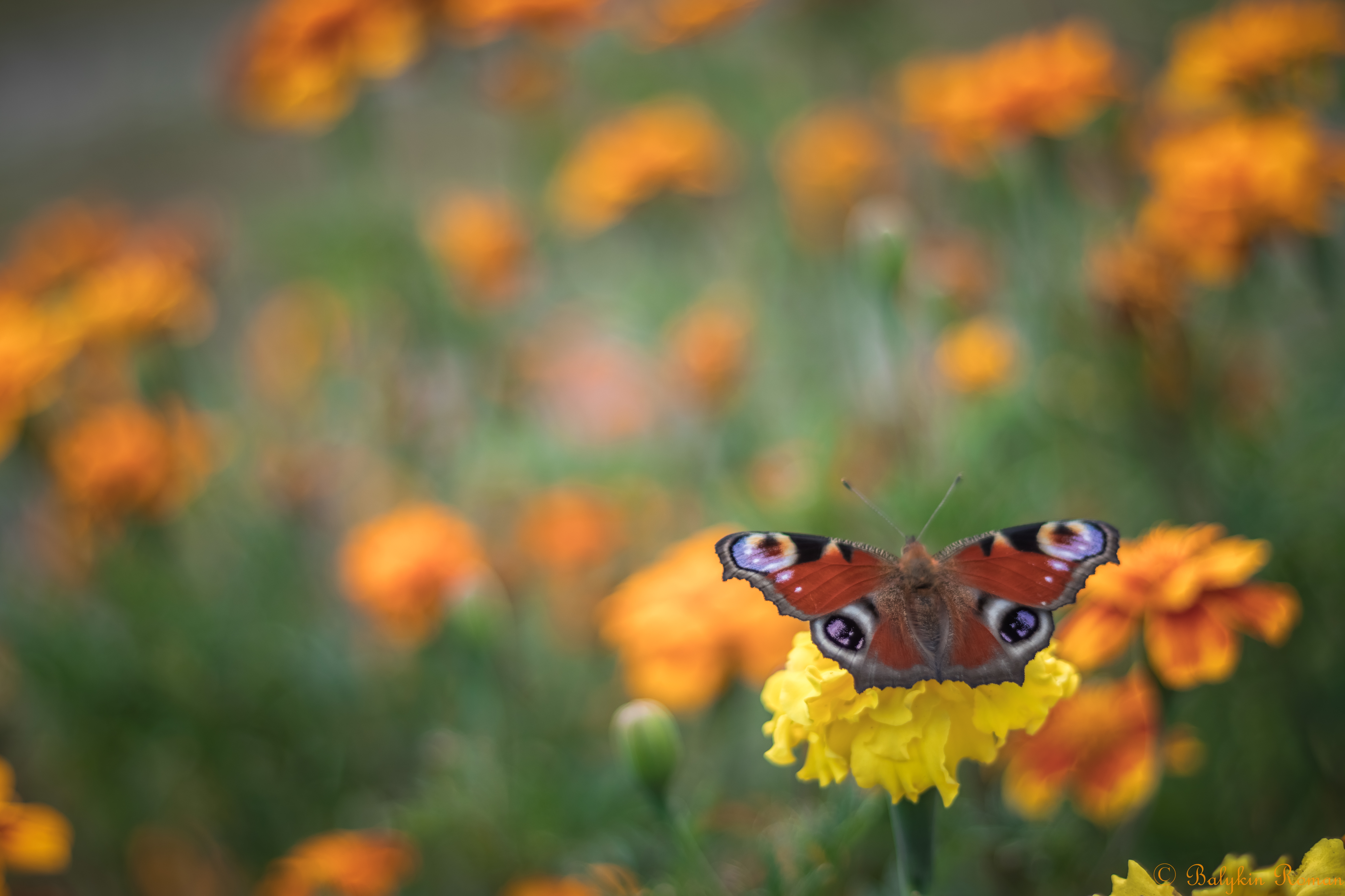 Free download wallpaper Butterfly, Animal on your PC desktop