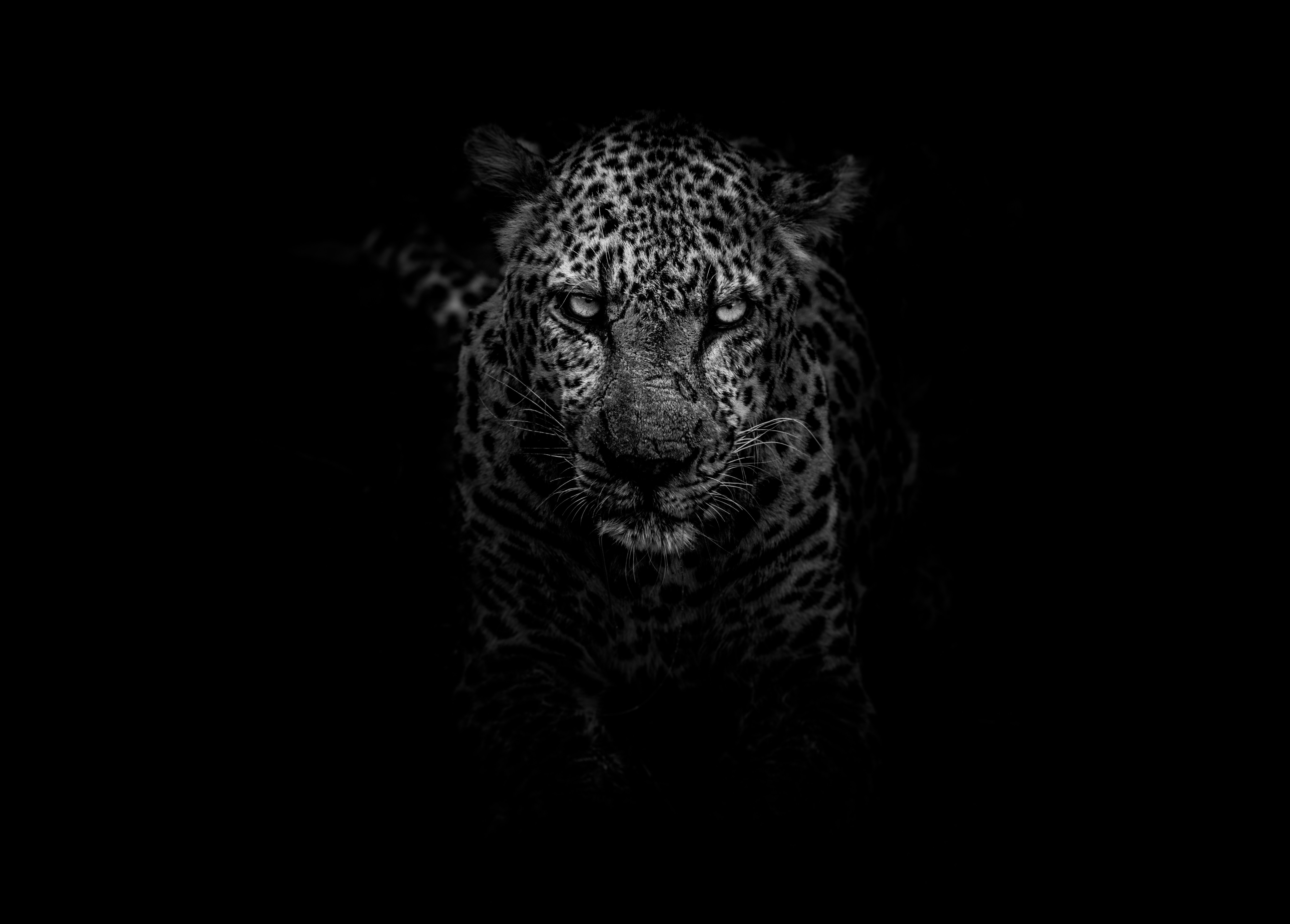 135268 descargar fondo de pantalla bozal, depredador, bw, animales, leopardo, chb: protectores de pantalla e imágenes gratis