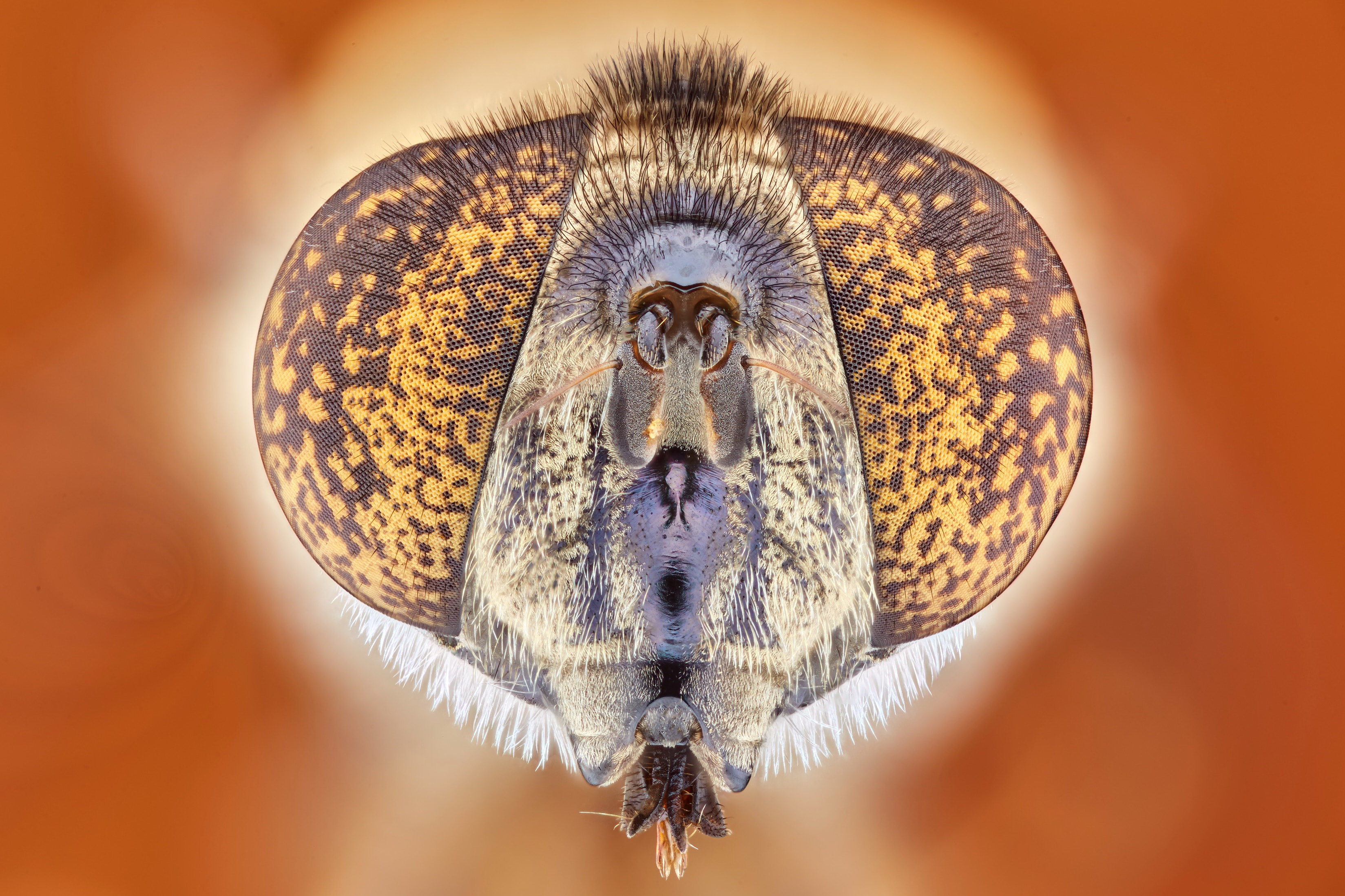 Descarga gratis la imagen Animales, Insecto, Macrofotografía, Mosca en el escritorio de tu PC