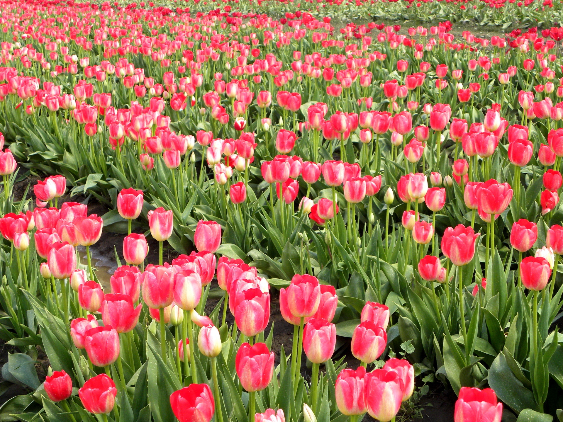 tulips, flowers, field, spring, rows, ranks
