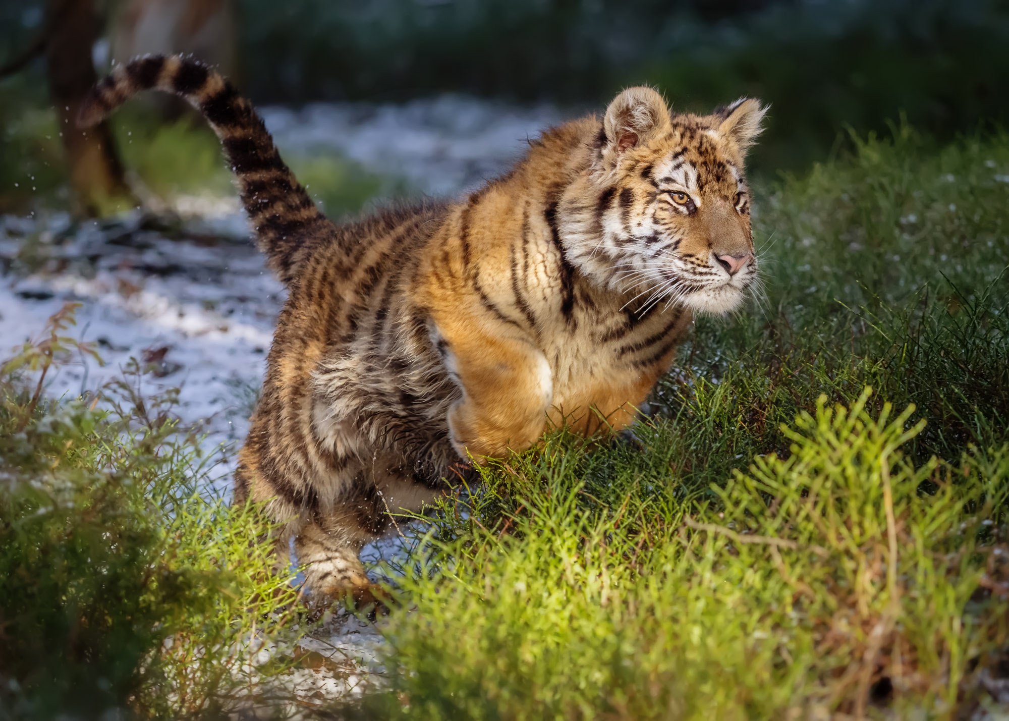 Laden Sie das Tiere, Katzen, Tiger, Tierbaby-Bild kostenlos auf Ihren PC-Desktop herunter