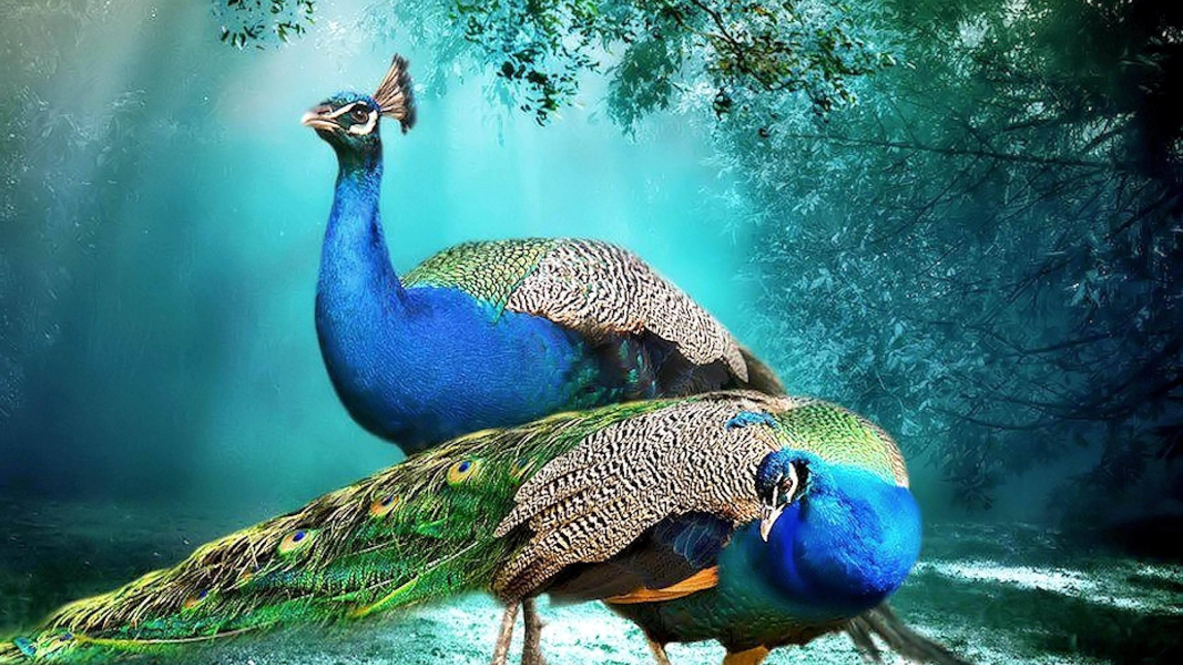 Laden Sie das Tiere, Feder, Vogel, Pfau-Bild kostenlos auf Ihren PC-Desktop herunter