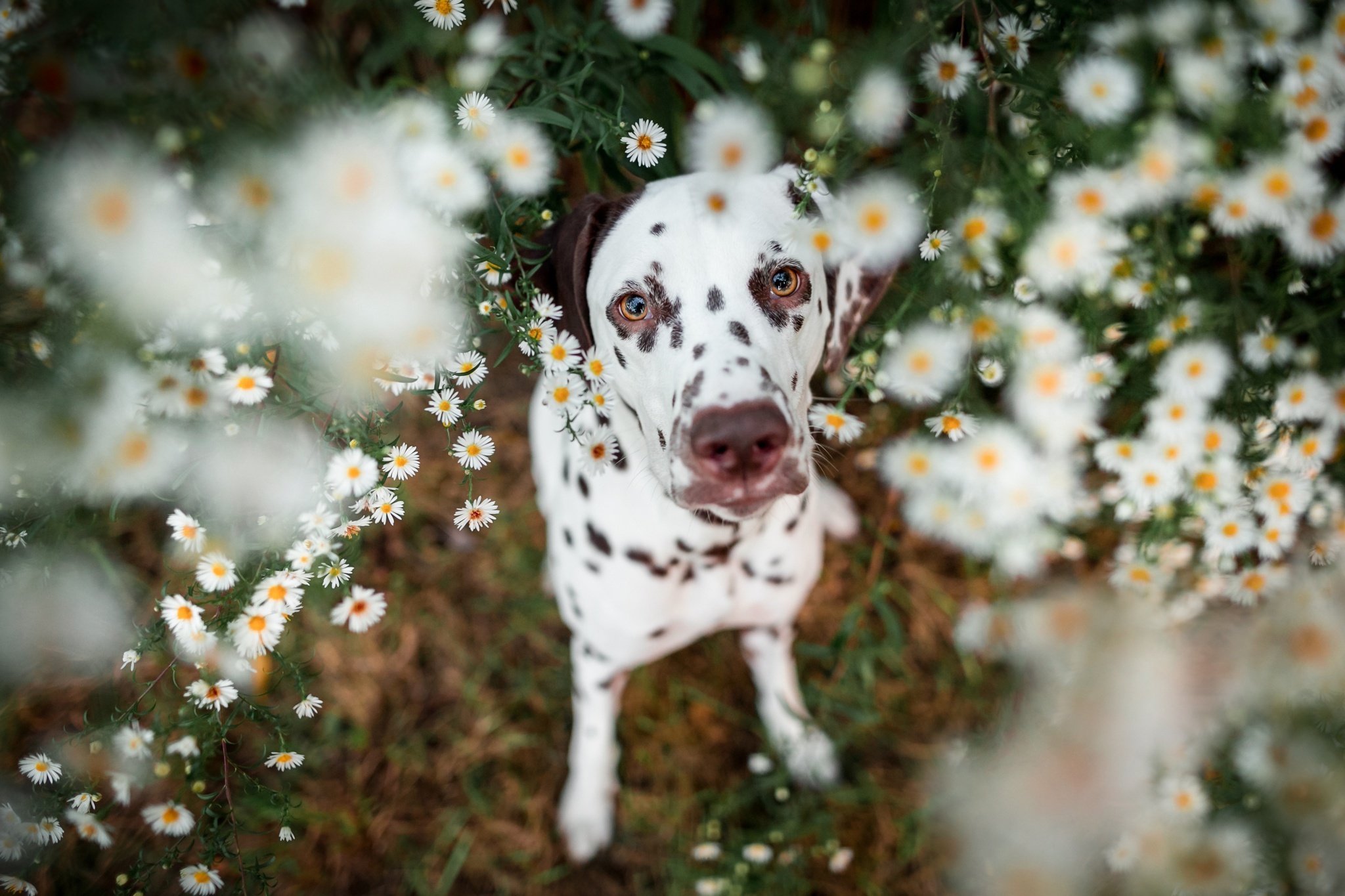 Handy-Wallpaper Tiere, Hunde, Blume, Hund, Dalmatiner, Weiße Blume kostenlos herunterladen.