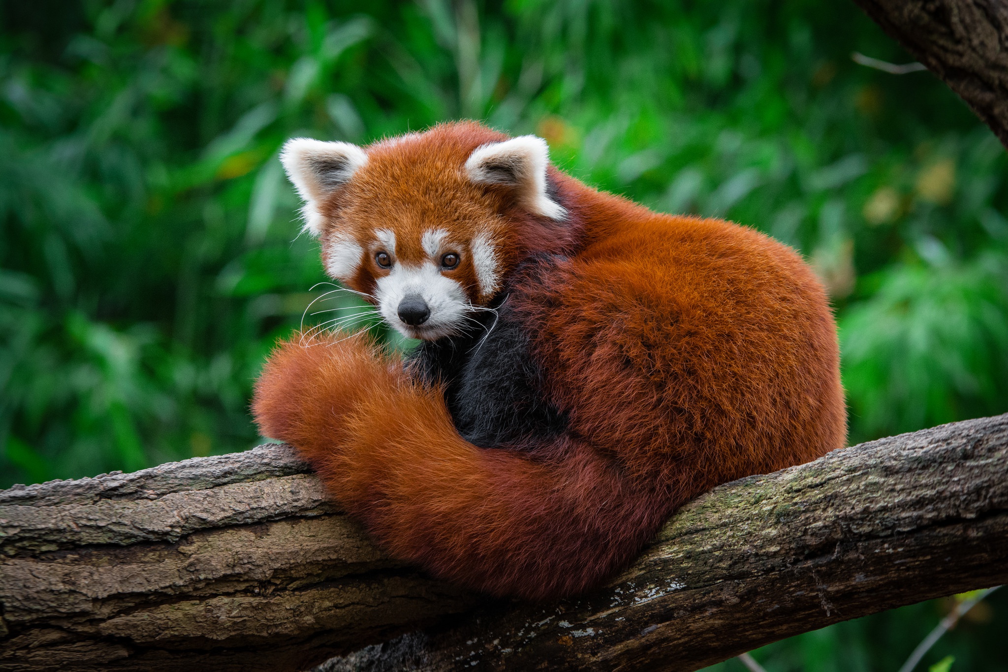Handy-Wallpaper Tiere, Zoo, Kleiner Panda kostenlos herunterladen.