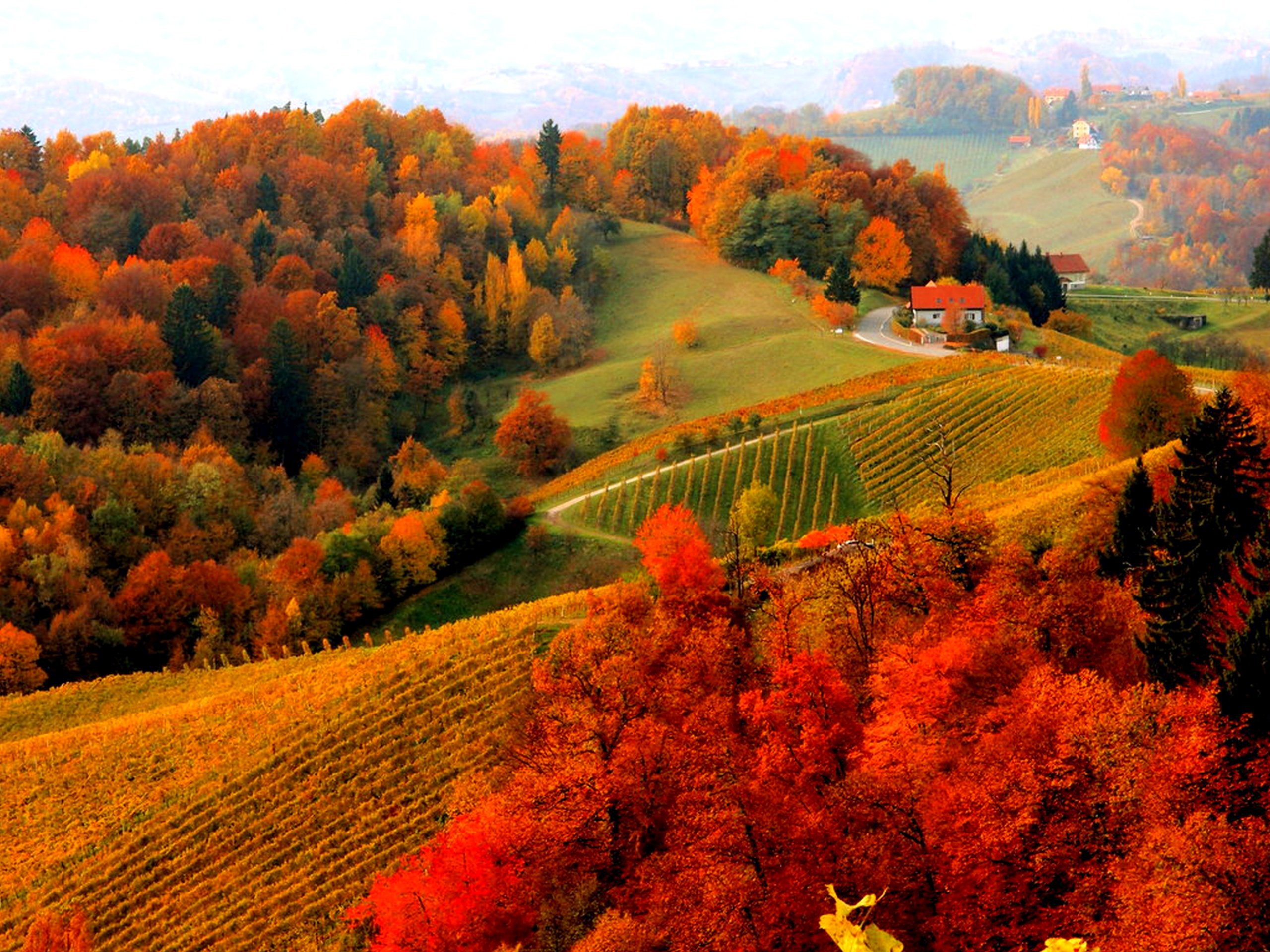 Laden Sie das Landschaft, Herbst, Baum, Haus, Fotografie, Weinberg-Bild kostenlos auf Ihren PC-Desktop herunter