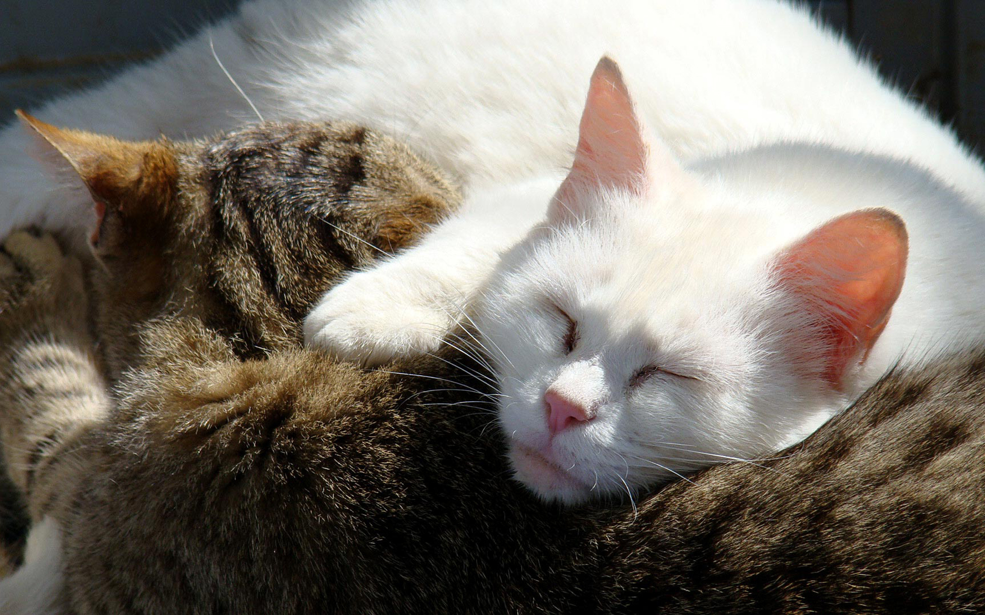 Baixe gratuitamente a imagem Gato, Gatos, Animais na área de trabalho do seu PC