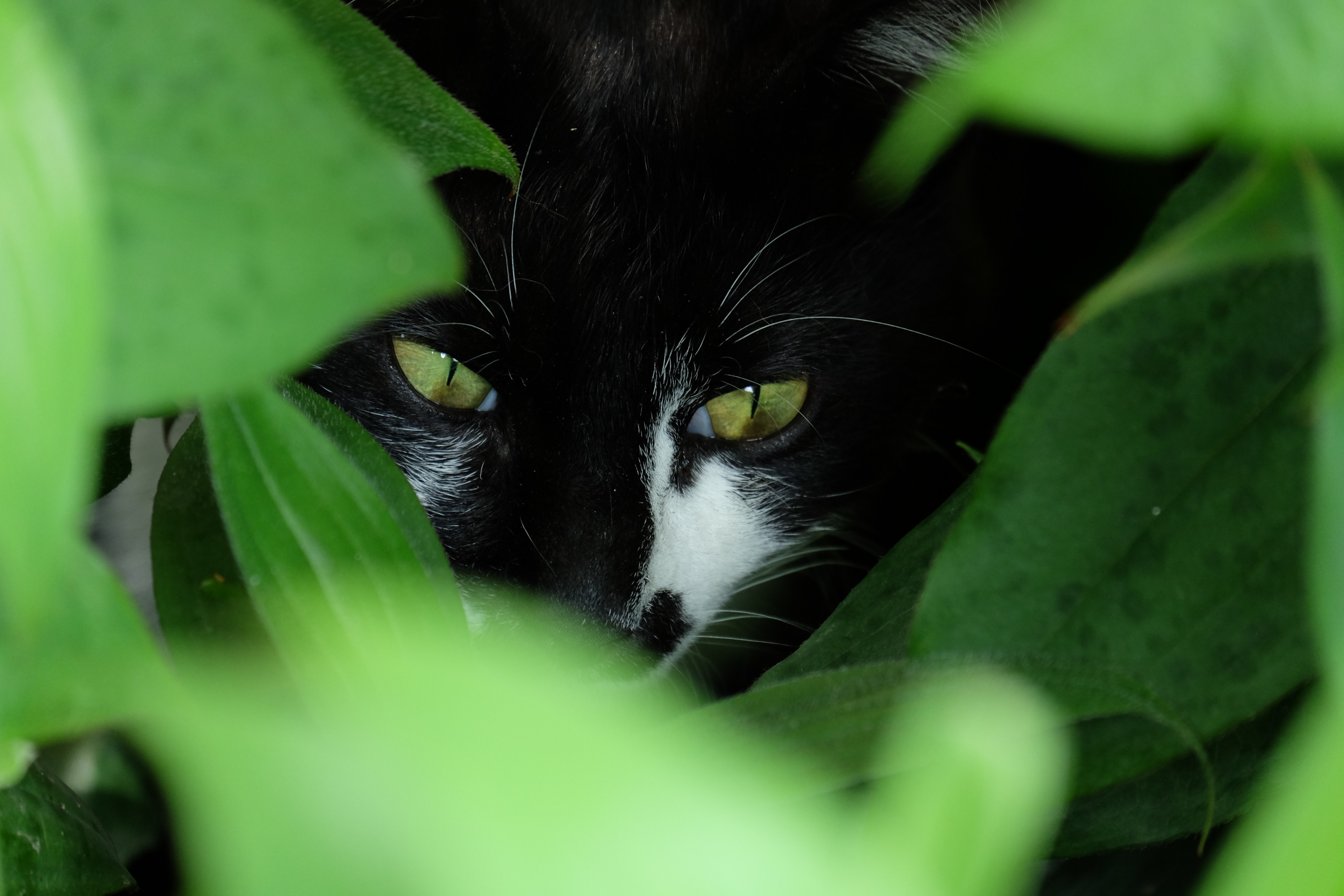 Download mobile wallpaper Cats, Cat, Leaf, Animal, Green Eyes, Stare for free.