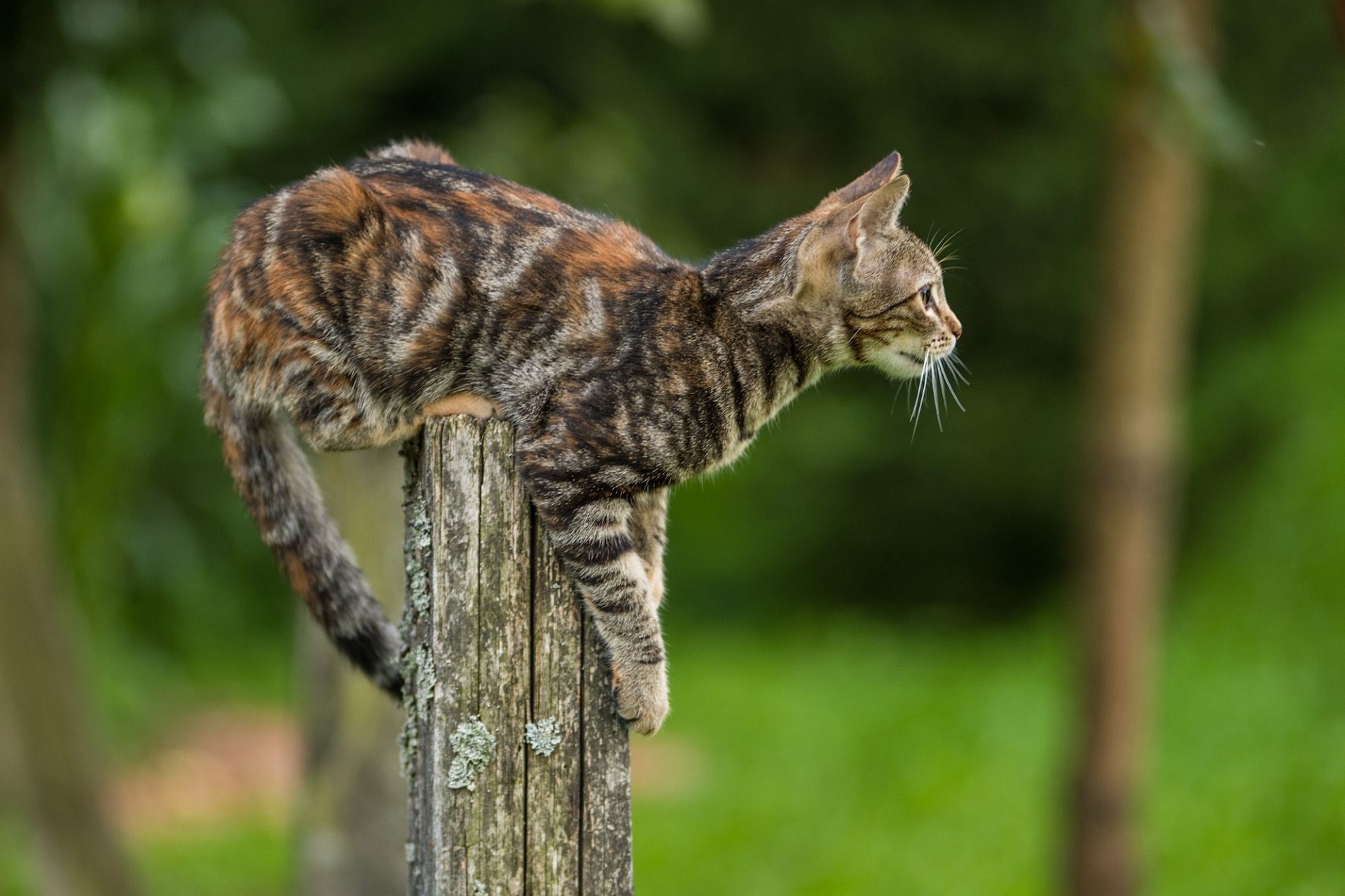 Handy-Wallpaper Tiere, Katzen, Katze kostenlos herunterladen.