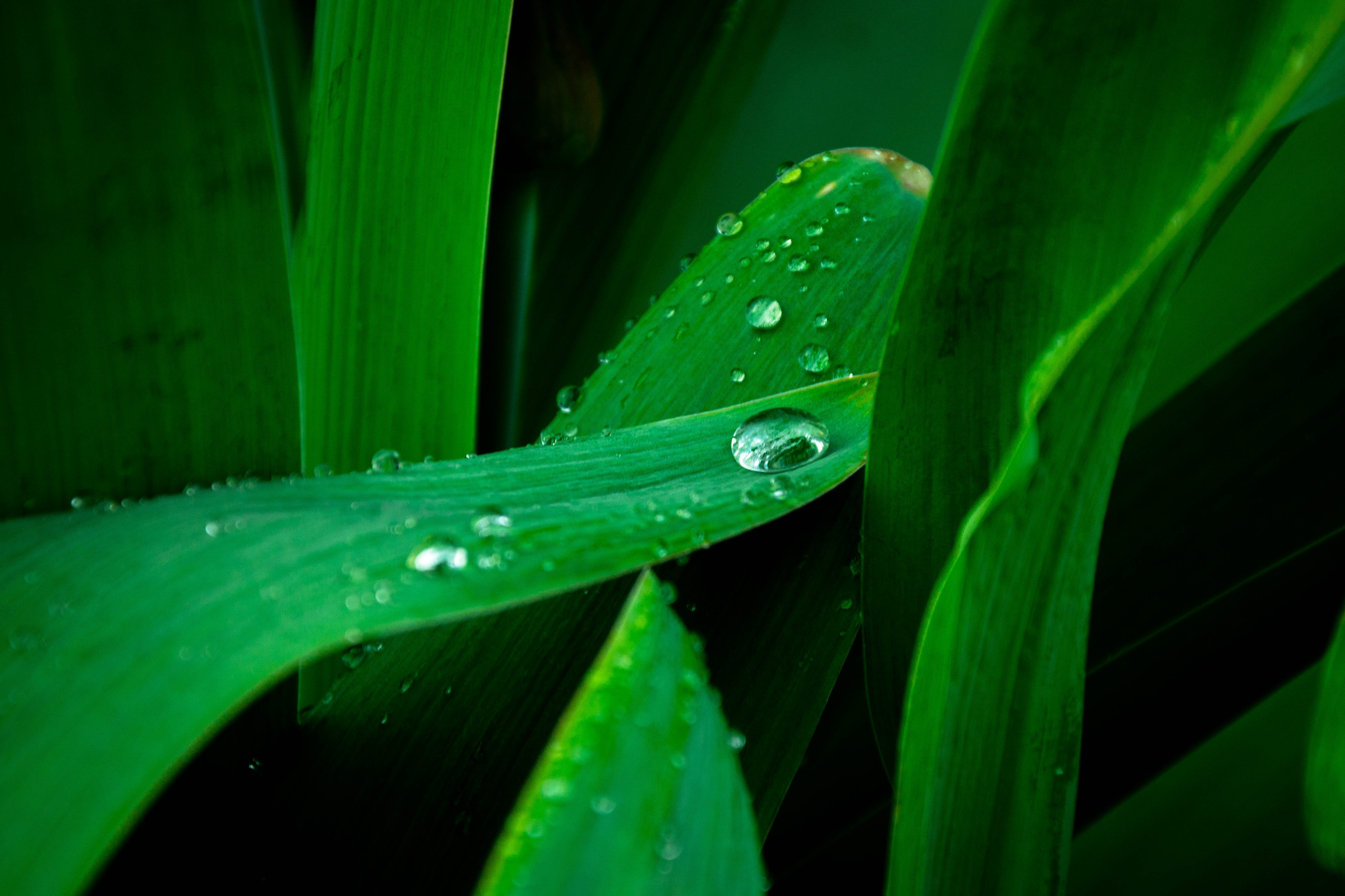 Descarga gratis la imagen Hierba, Rocío, Tierra/naturaleza, Gota De Agua en el escritorio de tu PC