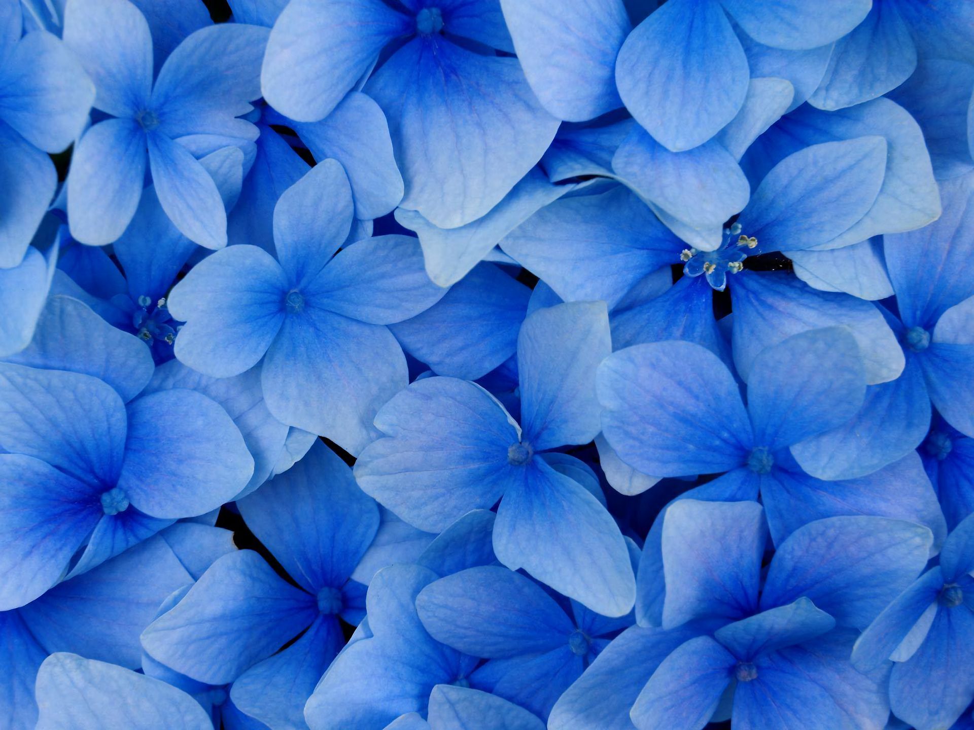 Baixar papel de parede para celular de Flores, Flor, Fechar Se, Hortênsia, Terra/natureza, Flor Azul gratuito.