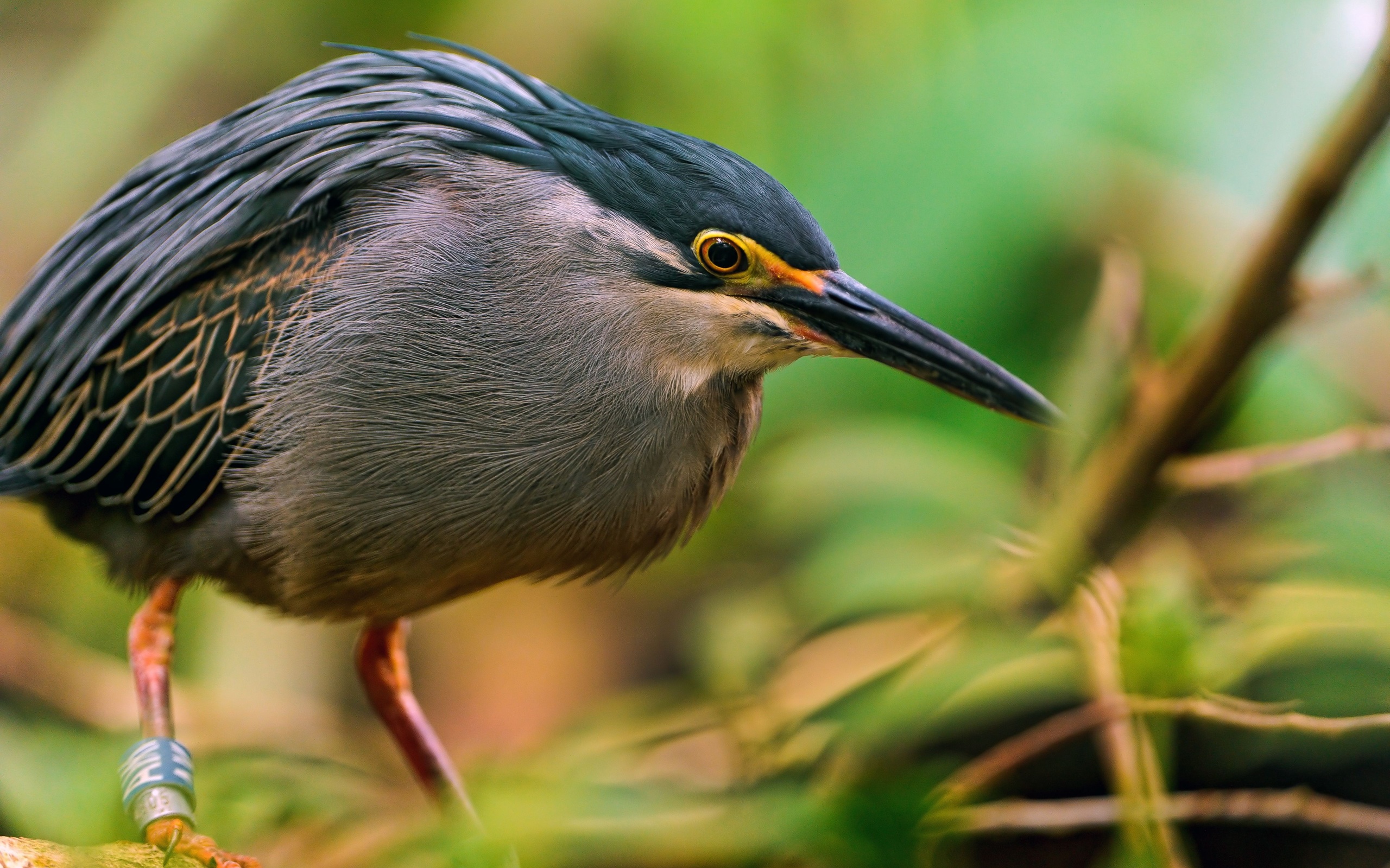 Free download wallpaper Bird, Animal on your PC desktop