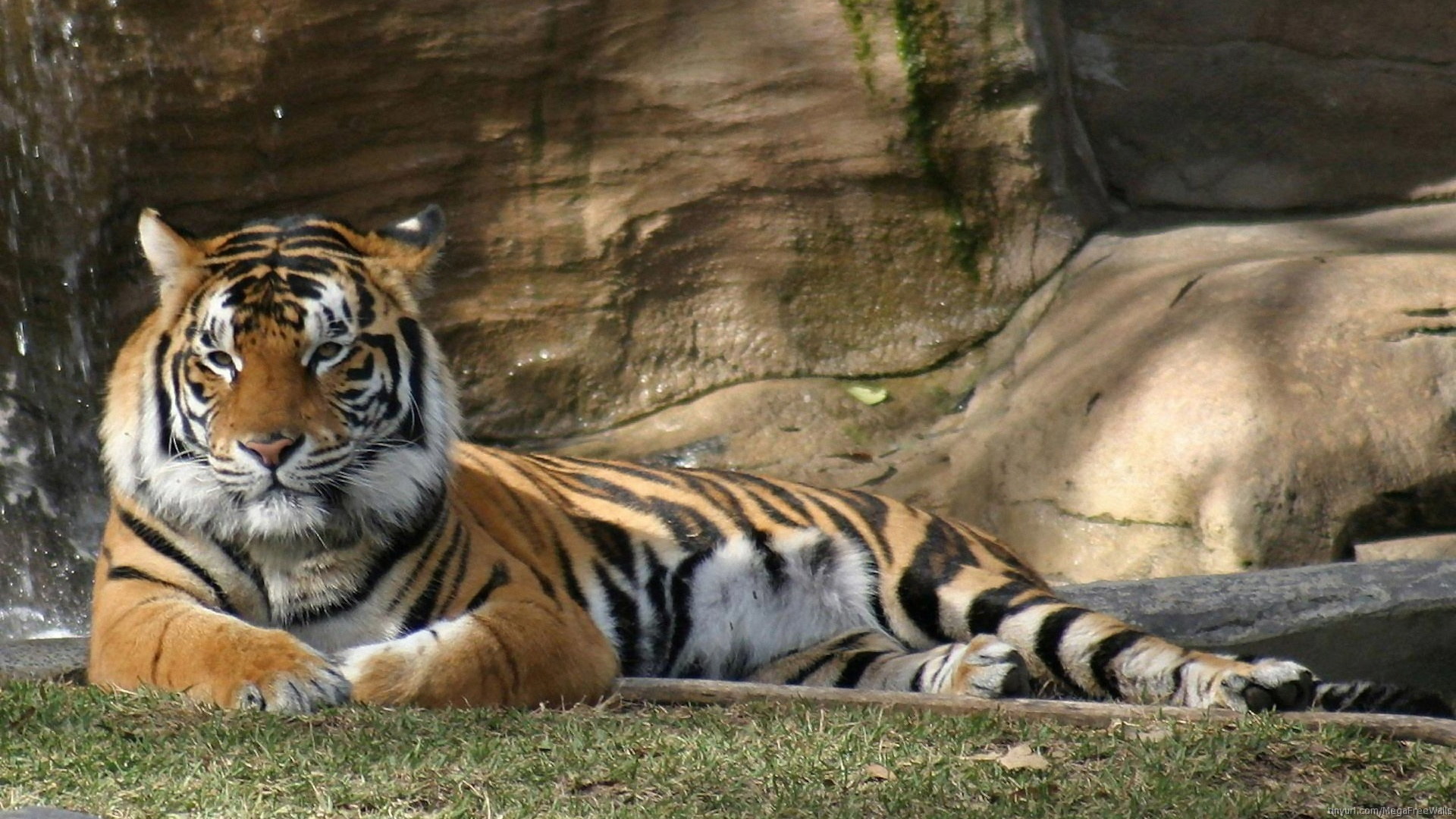 Téléchargez gratuitement l'image Animaux, Tigre, Allongé sur le bureau de votre PC