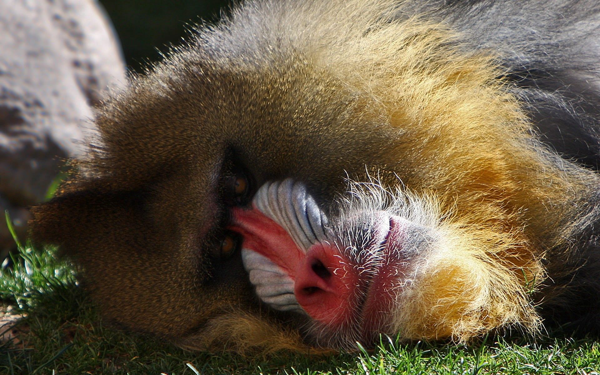 animals, to lie down, lie, muzzle, monkey, hamadrila, gamadril download HD wallpaper