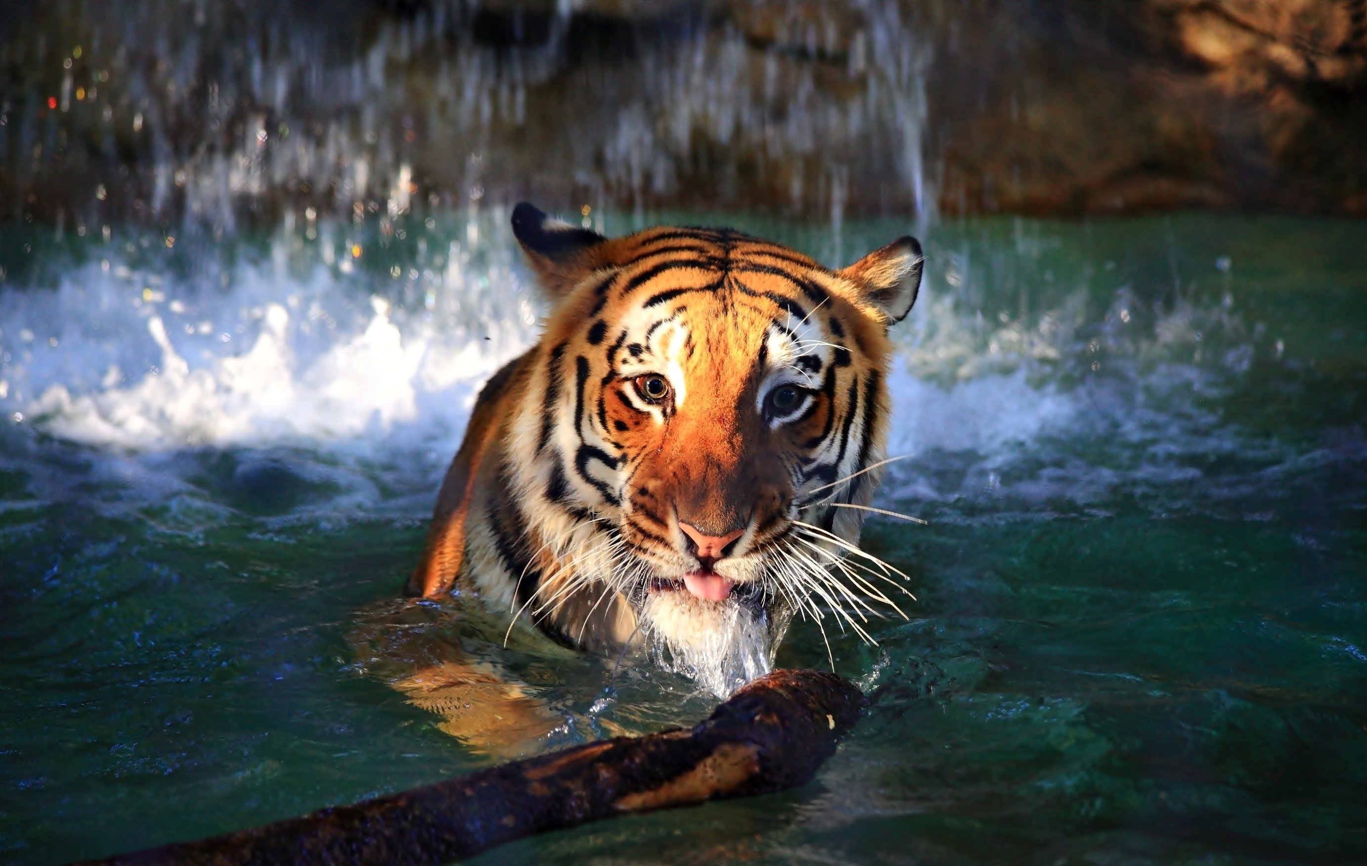 Download mobile wallpaper Cats, Animal, Tiger for free.