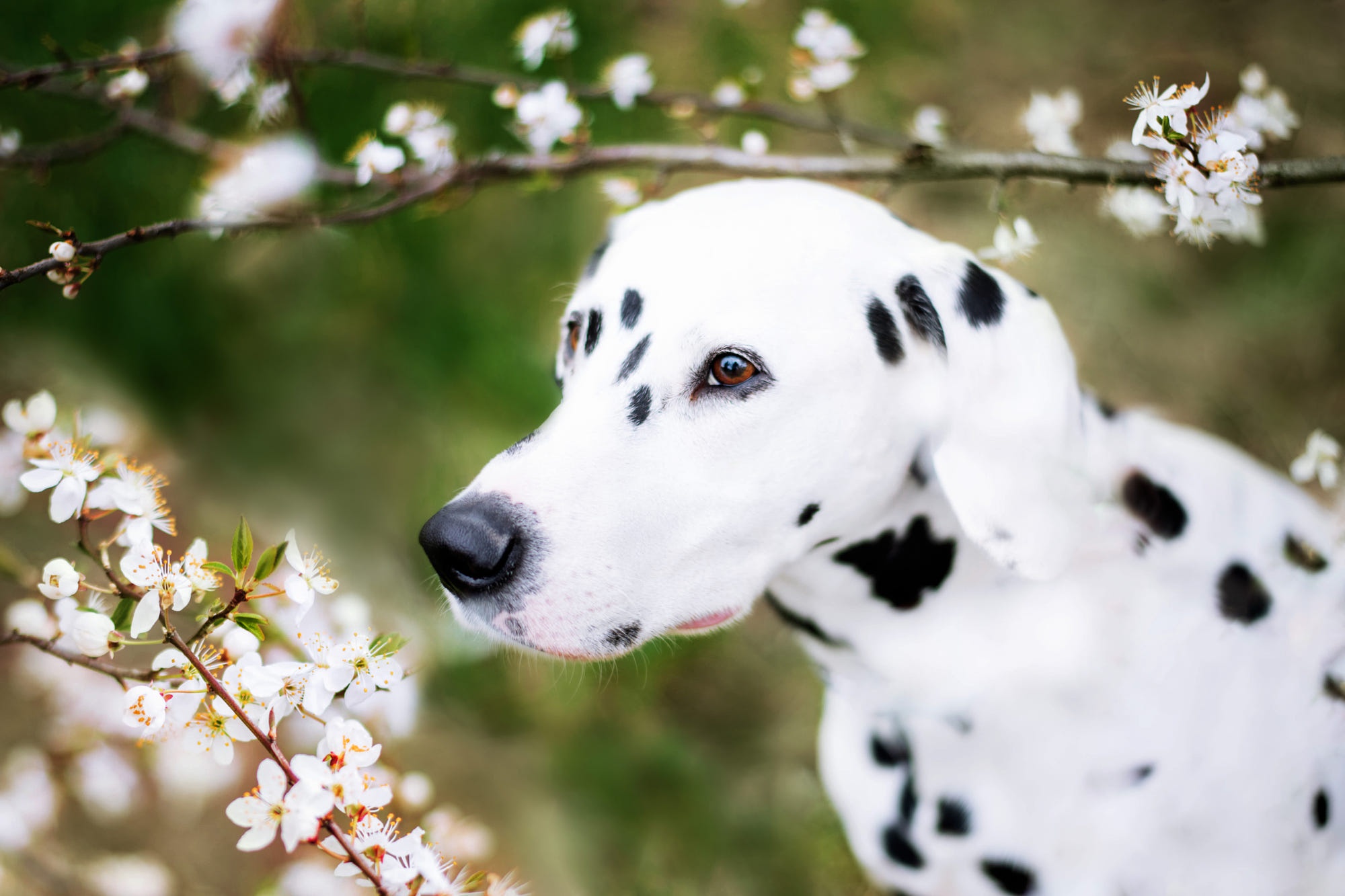 Handy-Wallpaper Tiere, Hunde, Dalmatiner kostenlos herunterladen.