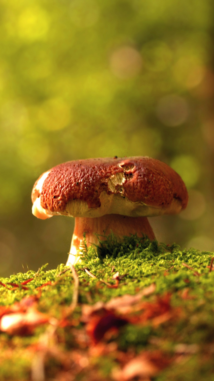 Download mobile wallpaper Earth, Mushroom for free.