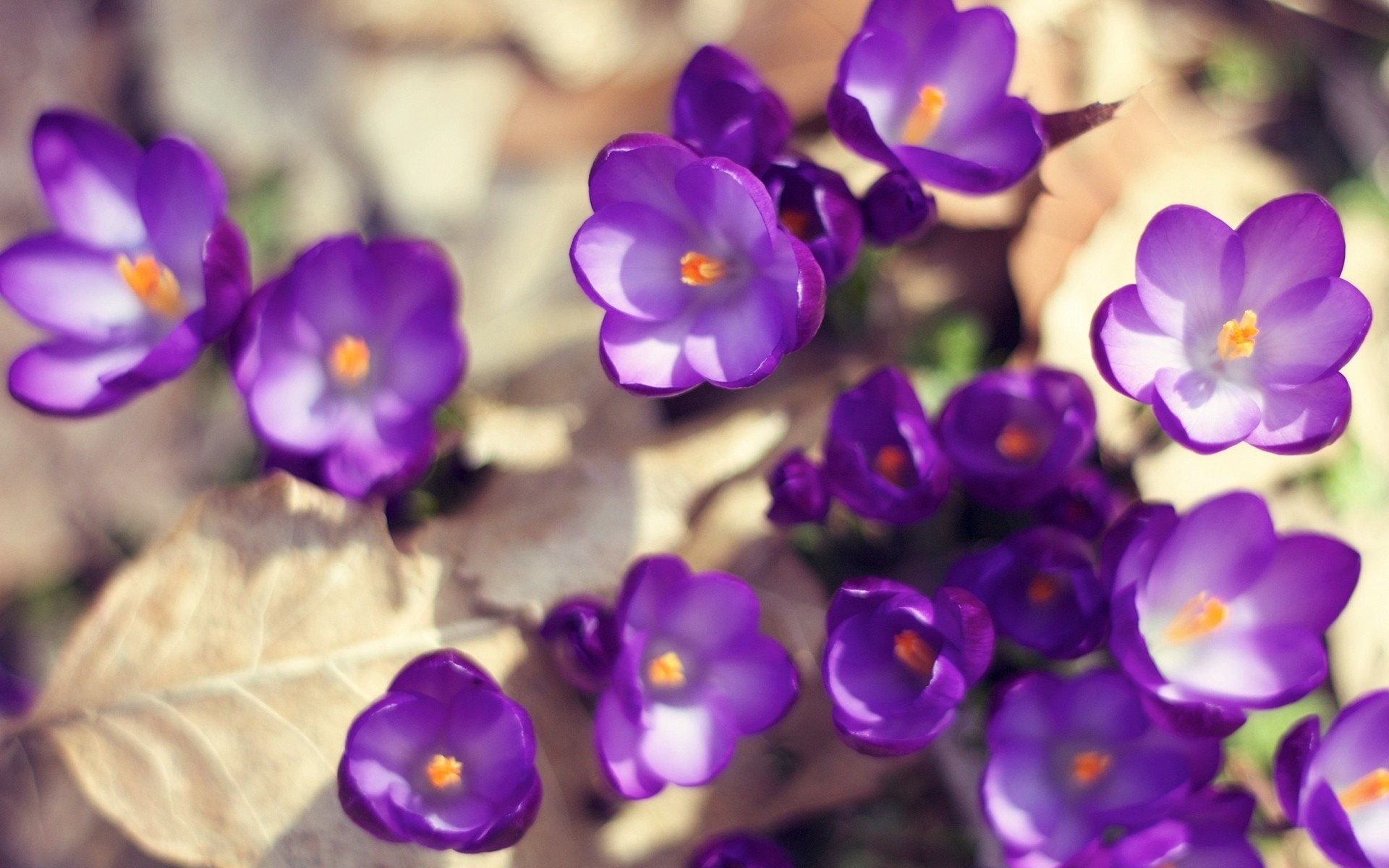 Free download wallpaper Flowers, Flower, Earth, Crocus, Purple Flower on your PC desktop