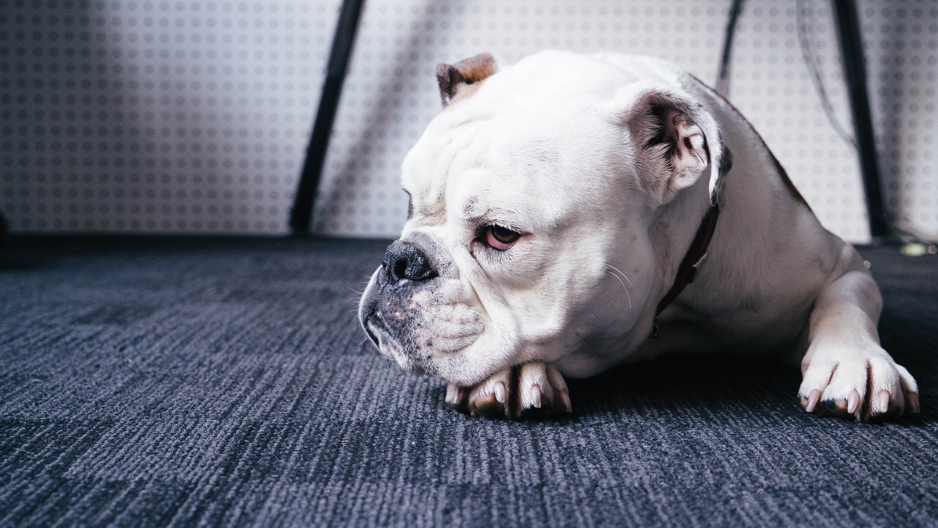 Free download wallpaper Animals, Dog, Pet, Bulldog on your PC desktop