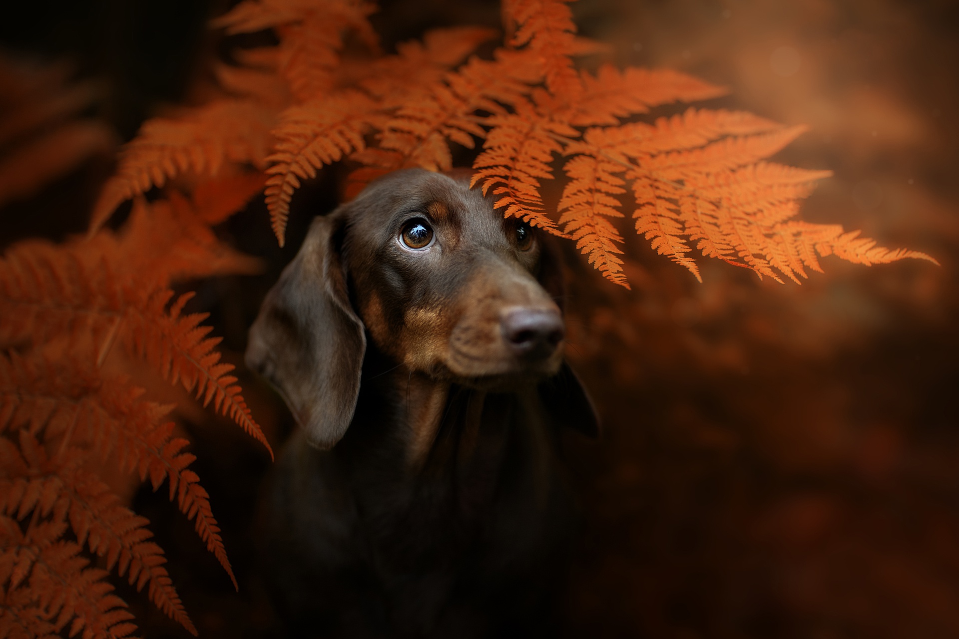 Download mobile wallpaper Dogs, Fern, Dog, Animal, Dachshund for free.