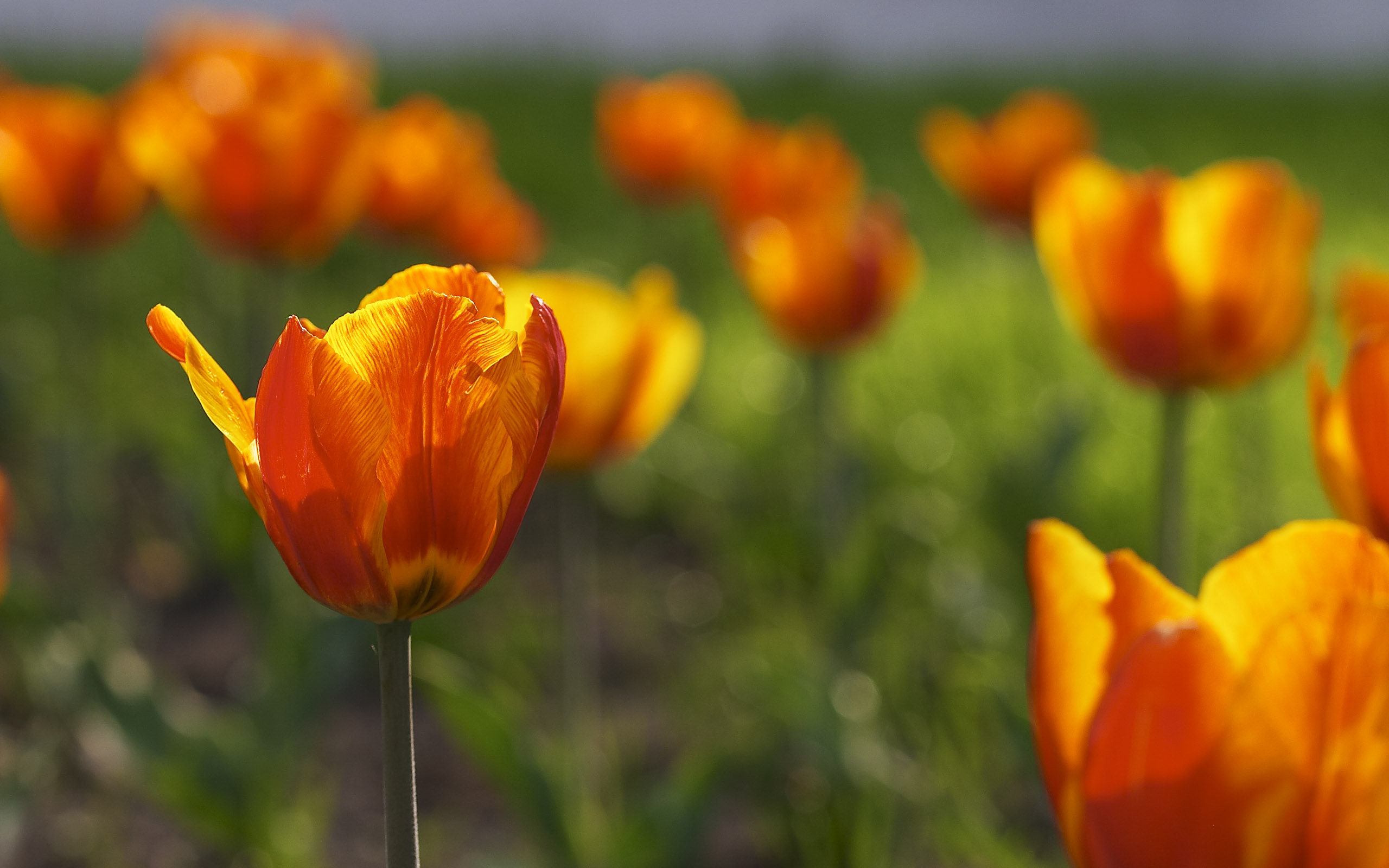 Download mobile wallpaper Tulip, Flowers, Field, Earth for free.