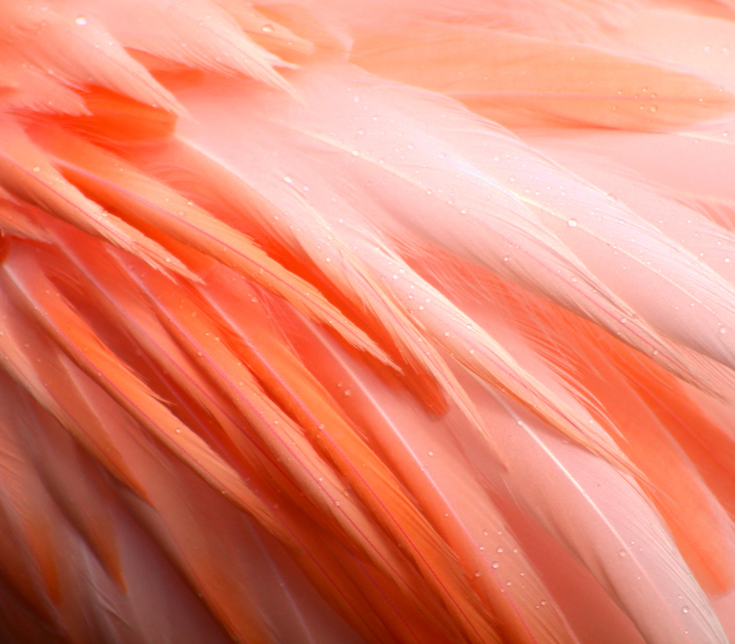 Mobile wallpaper flamingo, wet, pink, drops, feather, macro, bird