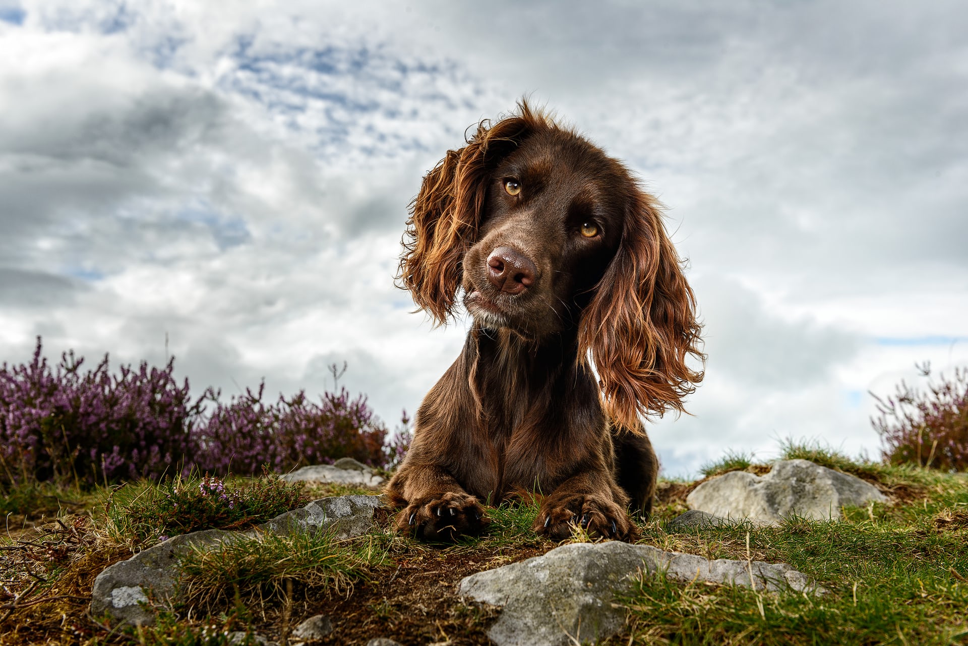 Download mobile wallpaper Dogs, Animal, Cute, Cocker Spaniel for free.