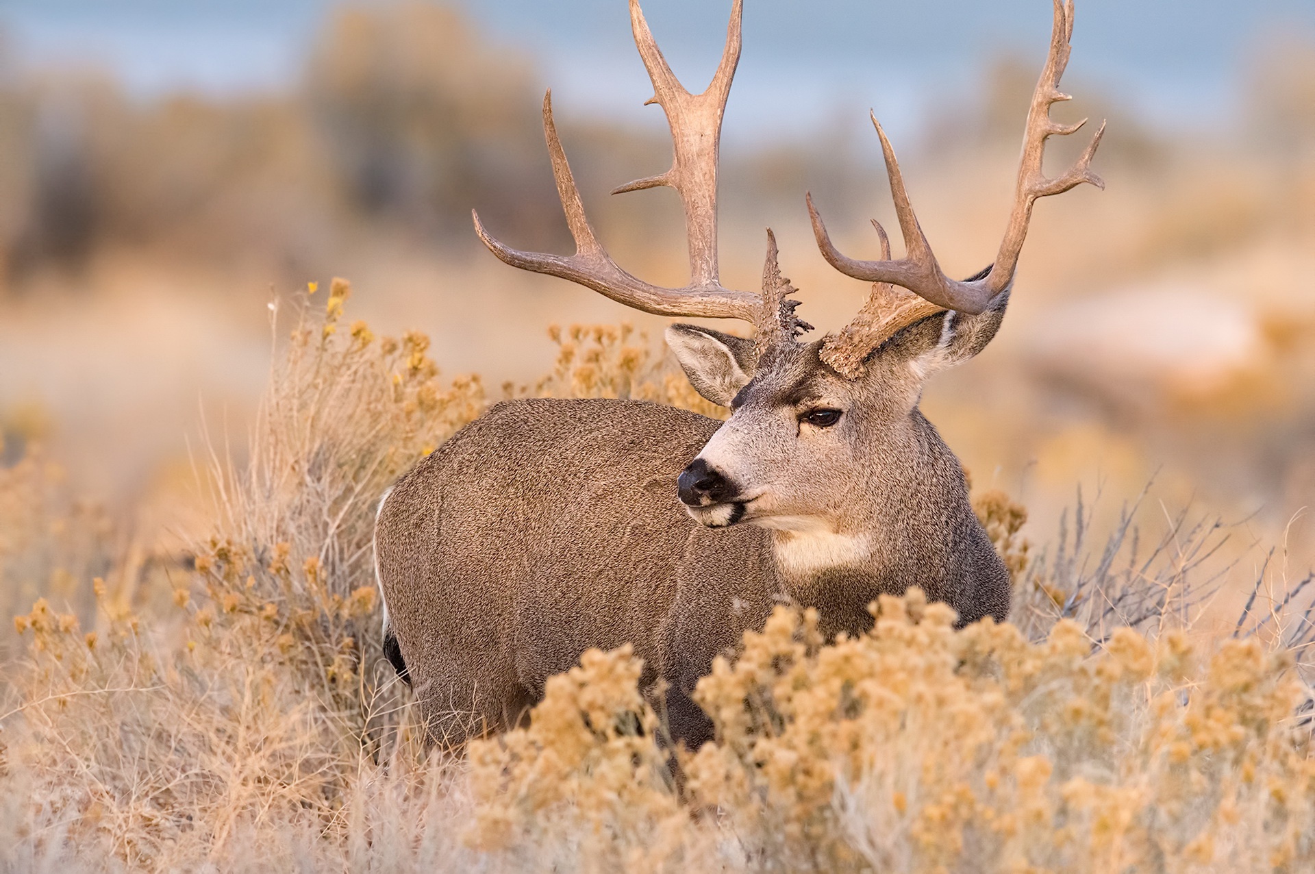 Download mobile wallpaper Animal, Deer, Depth Of Field for free.