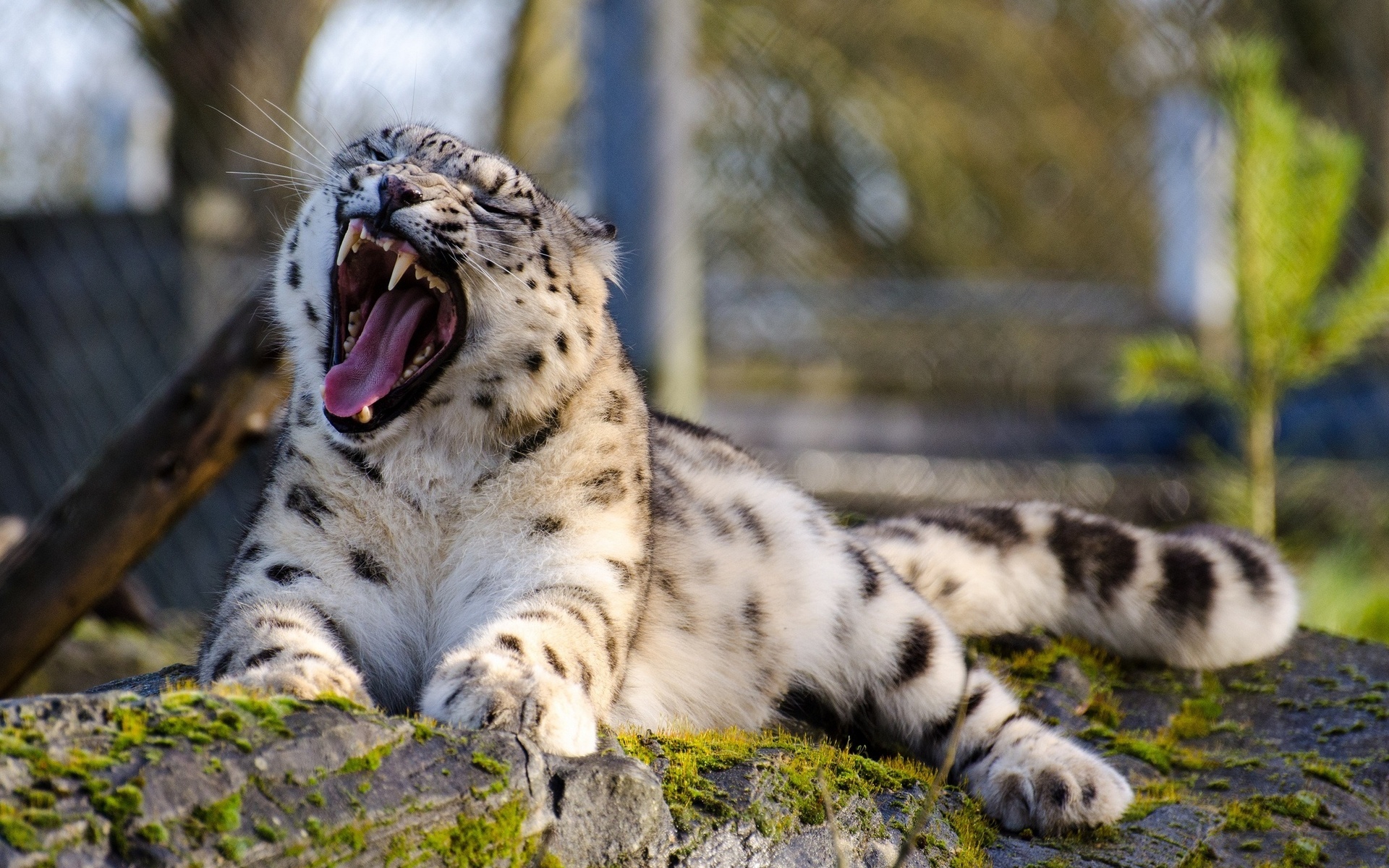 Free download wallpaper Cats, Snow Leopard, Animal on your PC desktop