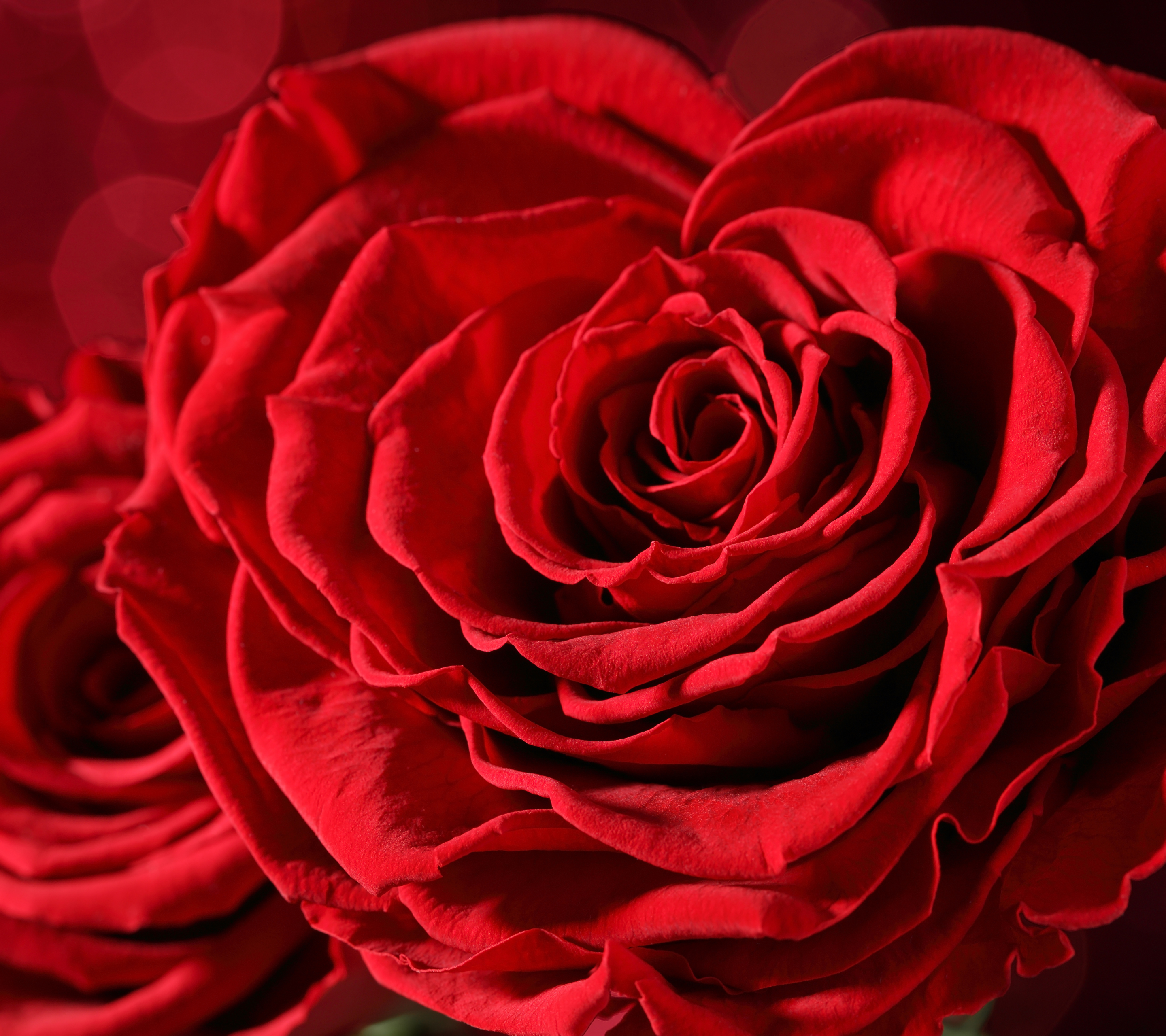 Download mobile wallpaper Flowers, Flower, Macro, Rose, Bud, Earth, Bokeh, Red Rose, Red Flower for free.