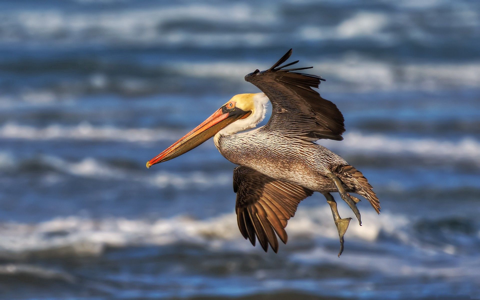 Free download wallpaper Flight, Pelican, Animals, Waves, Beak on your PC desktop