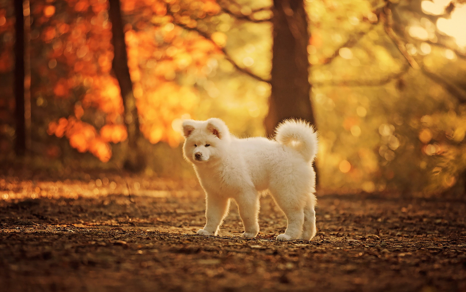 357251 descargar imagen animales, akita, bokeh, perro, otoño, luz, perros: fondos de pantalla y protectores de pantalla gratis