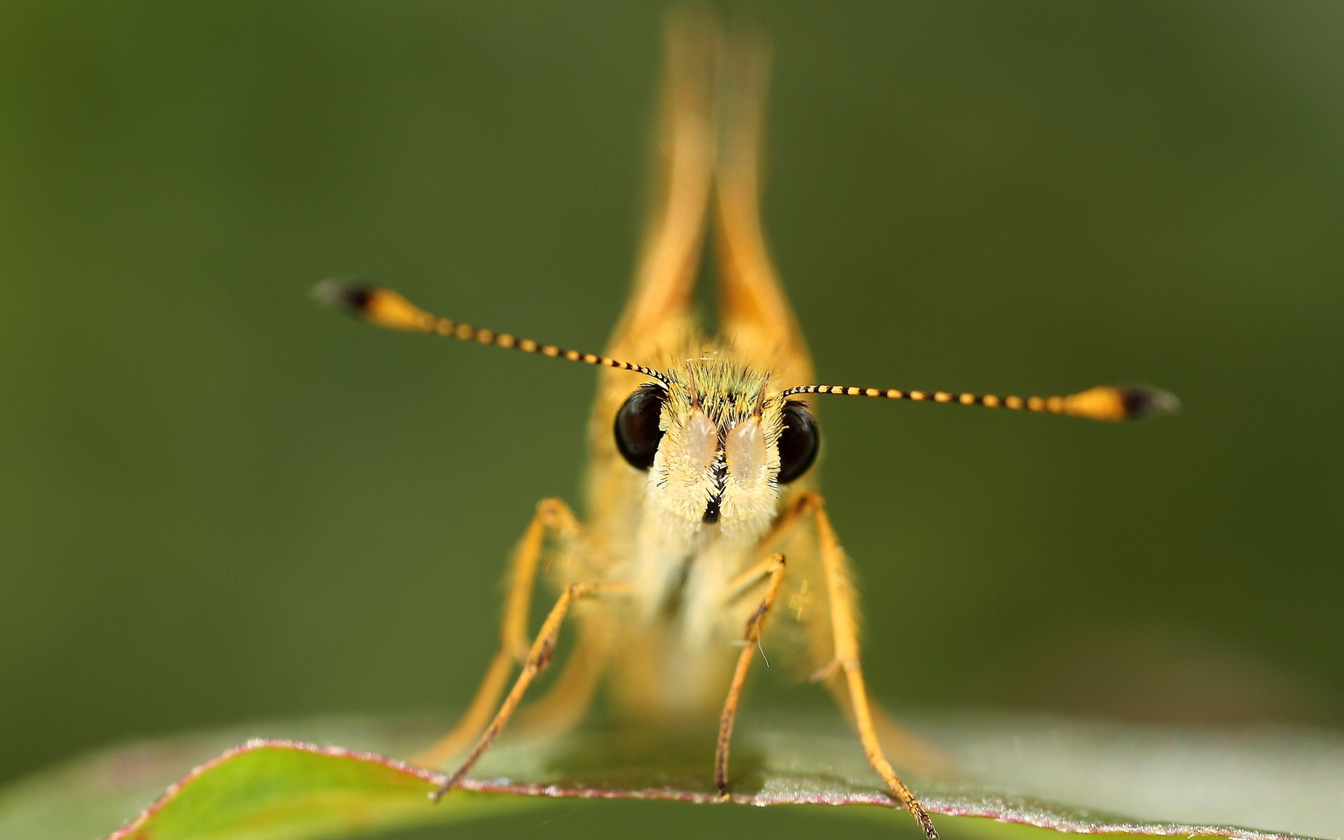 Free download wallpaper Butterfly, Animal on your PC desktop