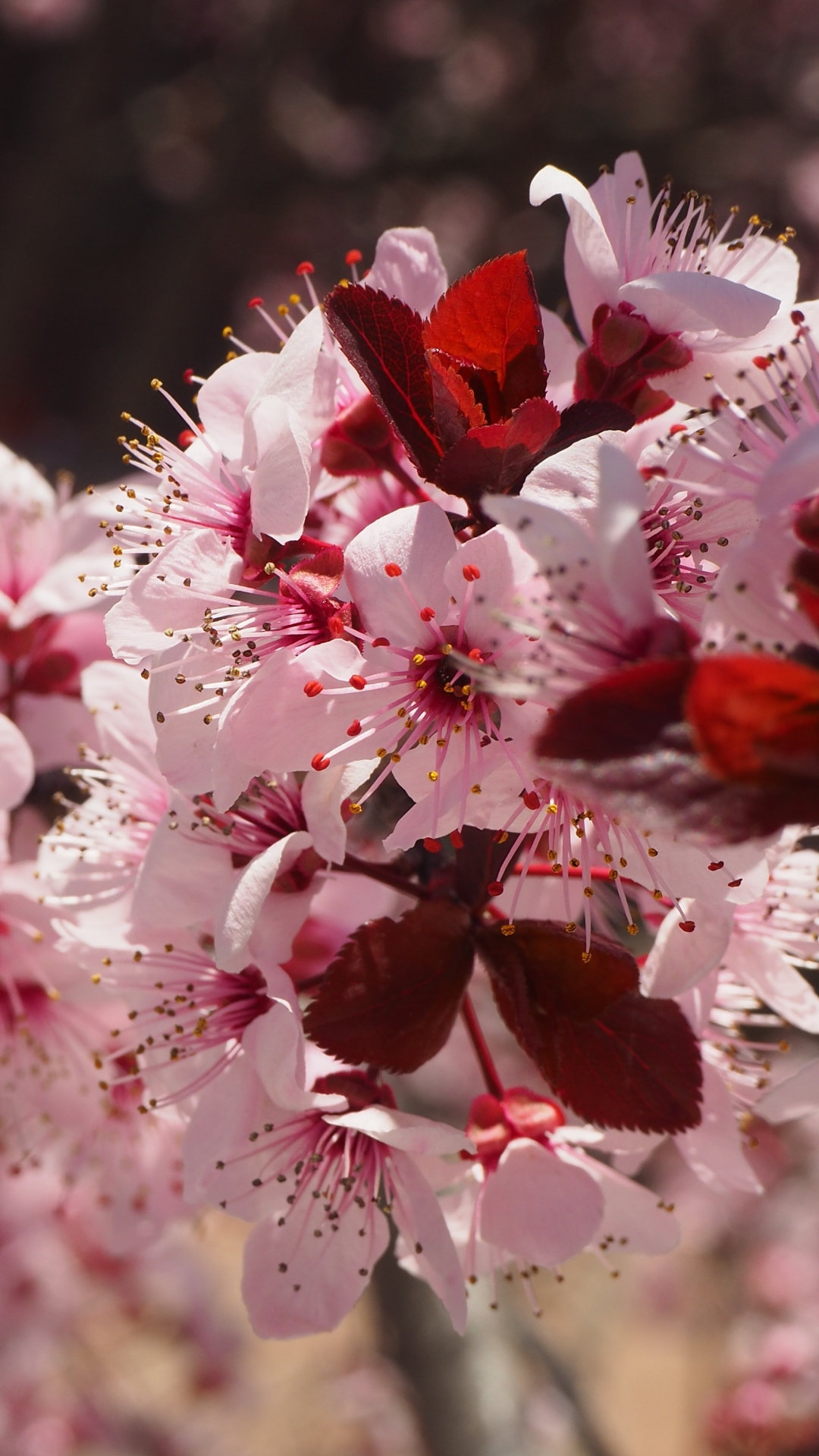無料モバイル壁紙自然, フラワーズ, 花, 大きい, ブランチ, 地球, 春, ピンクの花をダウンロードします。