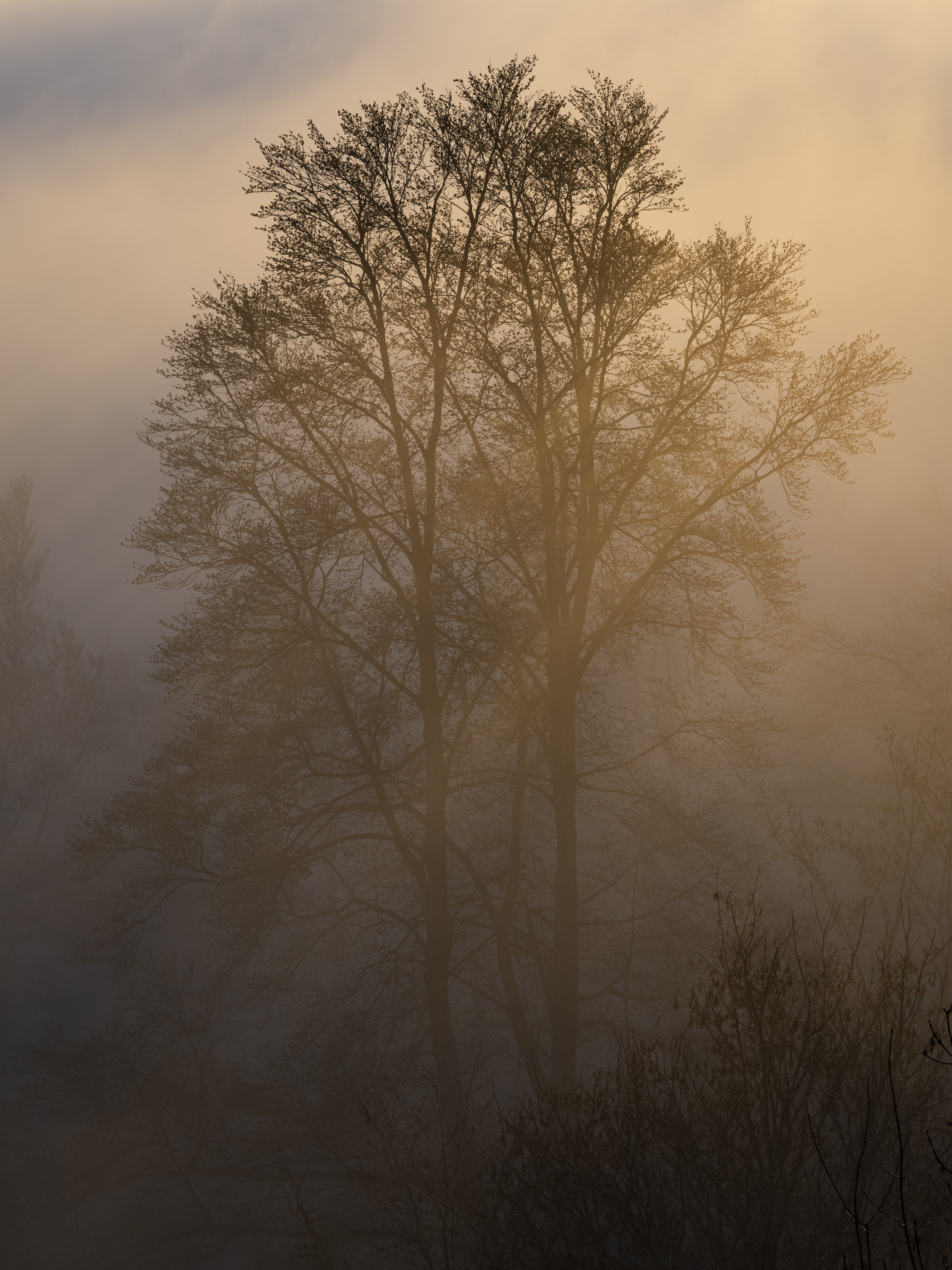 fog, dusk, trees, twilight, nature, darkness