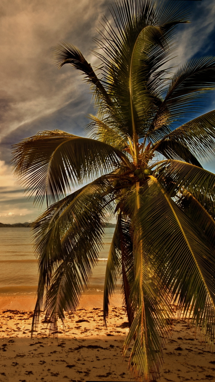 Скачать картинку Пальмы, Пальма, Тропики, Тропический, Фотографии в телефон бесплатно.