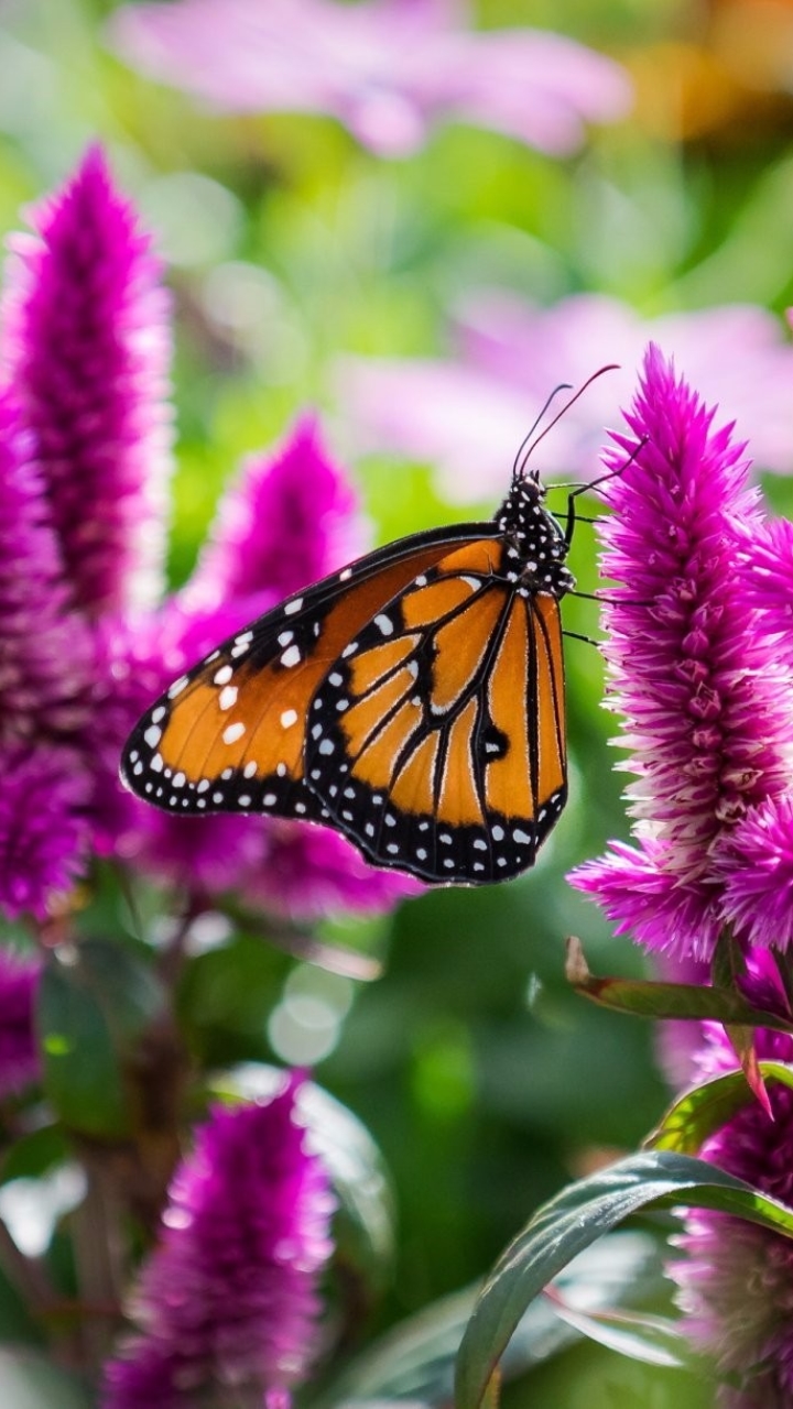 Descarga gratuita de fondo de pantalla para móvil de Animales, Flor, Macro, Mariposa, Flor Purpura, Macrofotografía.