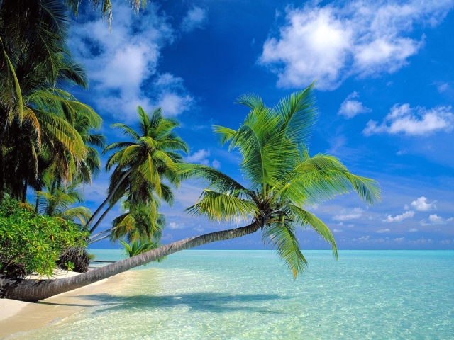 Free download wallpaper Nature, Water, Sky, Beach, Tree, Ocean, Earth, Tropical, Palm Tree on your PC desktop