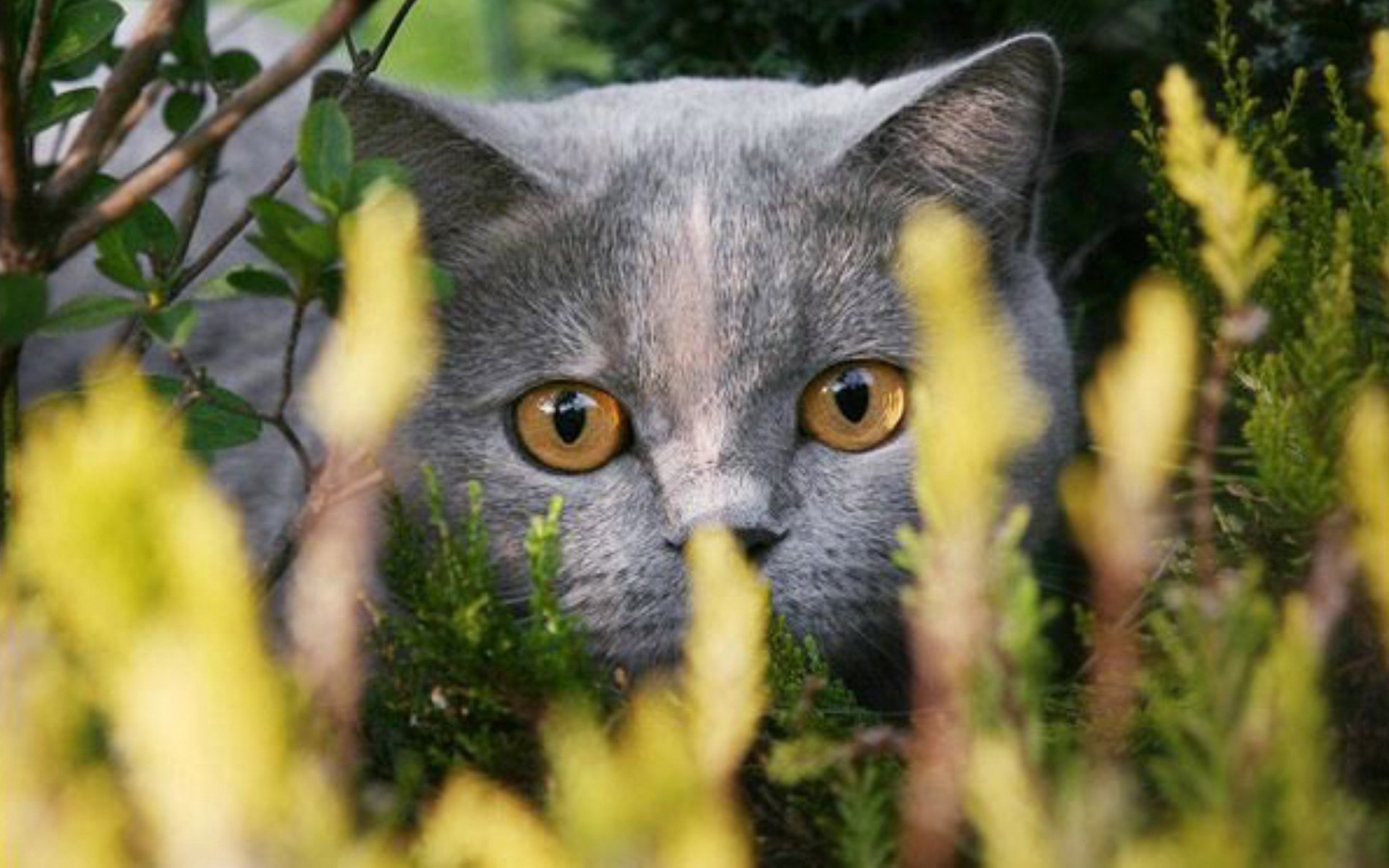 Handy-Wallpaper Tiere, Katzen, Katze kostenlos herunterladen.