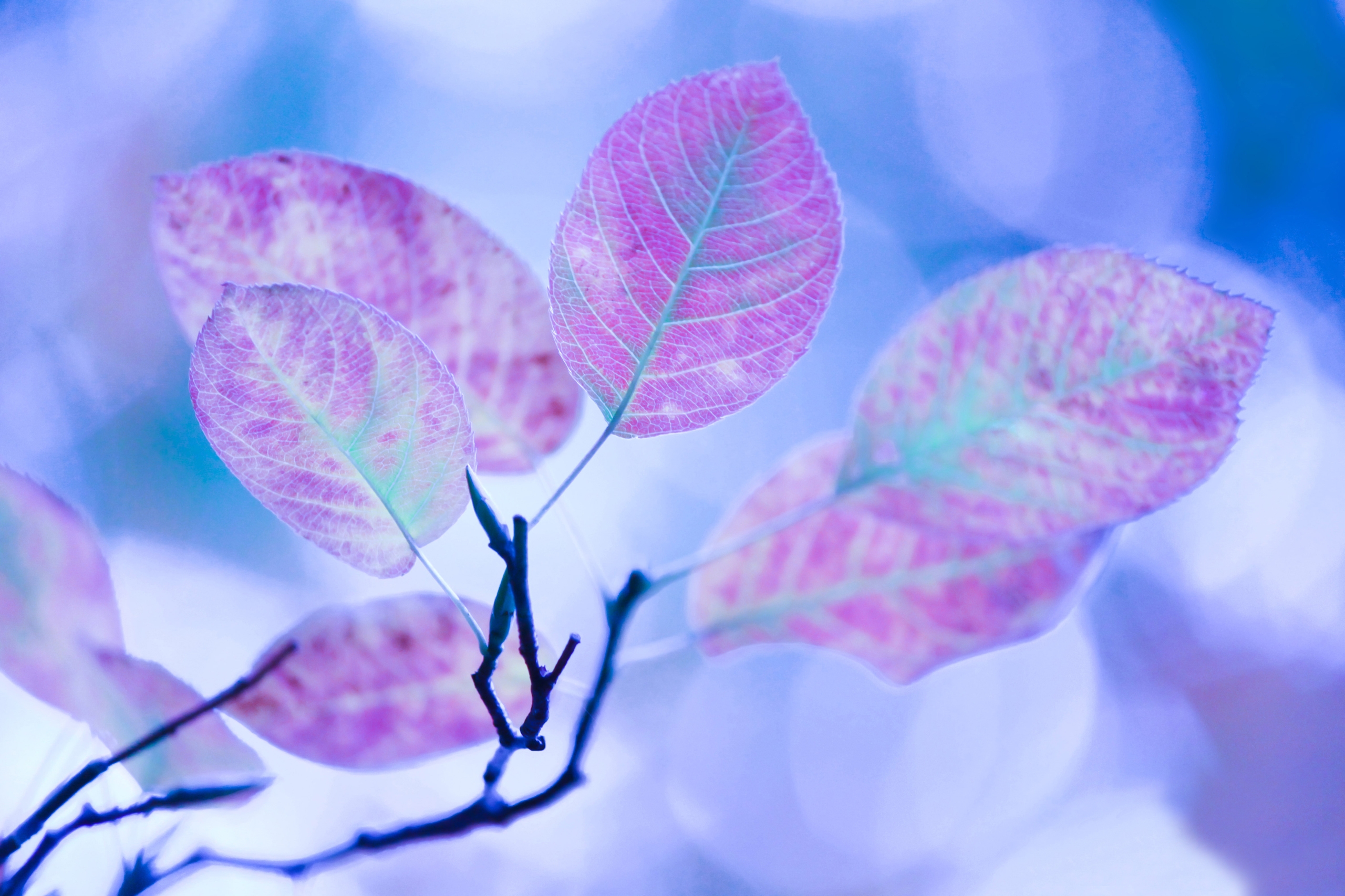 Free download wallpaper Leaves, Plant, Light, Light Coloured, Macro, Branch on your PC desktop