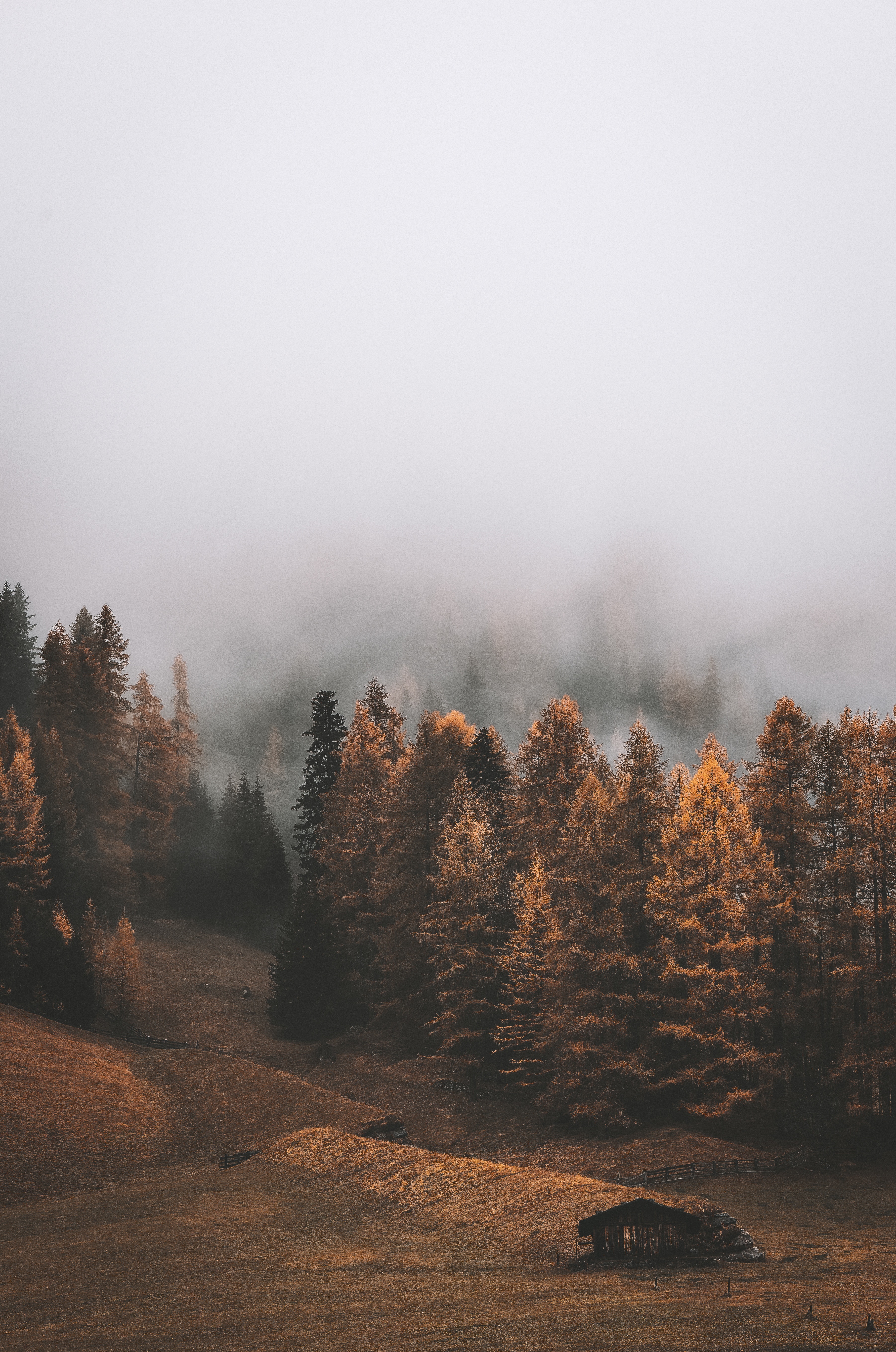 PCデスクトップに霧, 秋, 森, 木, 森林, 自然, 風景画像を無料でダウンロード