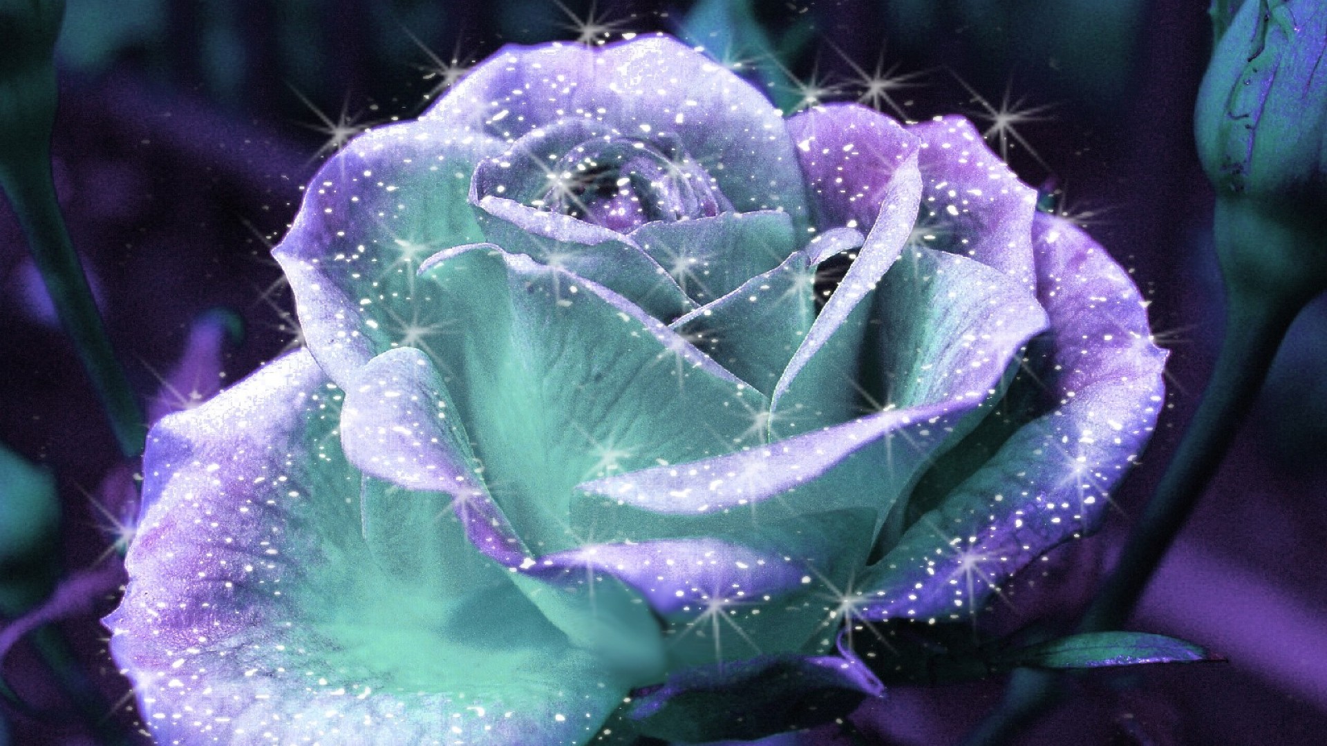Free download wallpaper Flower, Rose, Artistic, Sparkles on your PC desktop