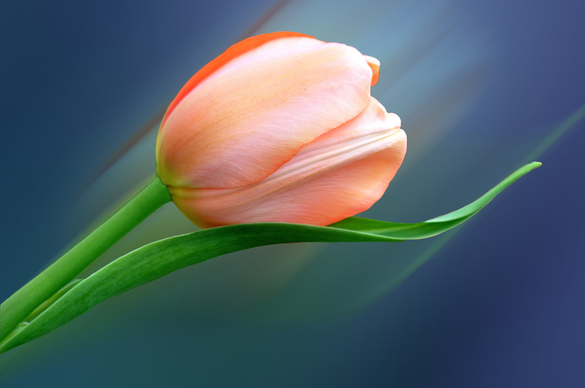 Descarga gratis la imagen Flores, Flor, Tulipán, Tierra/naturaleza, Flor De Durazno en el escritorio de tu PC
