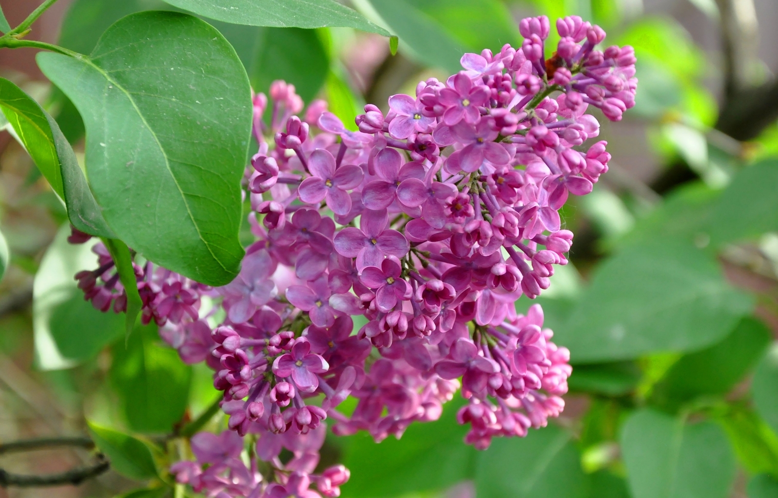 Handy-Wallpaper Blumen, Pflanzen, Lilac kostenlos herunterladen.