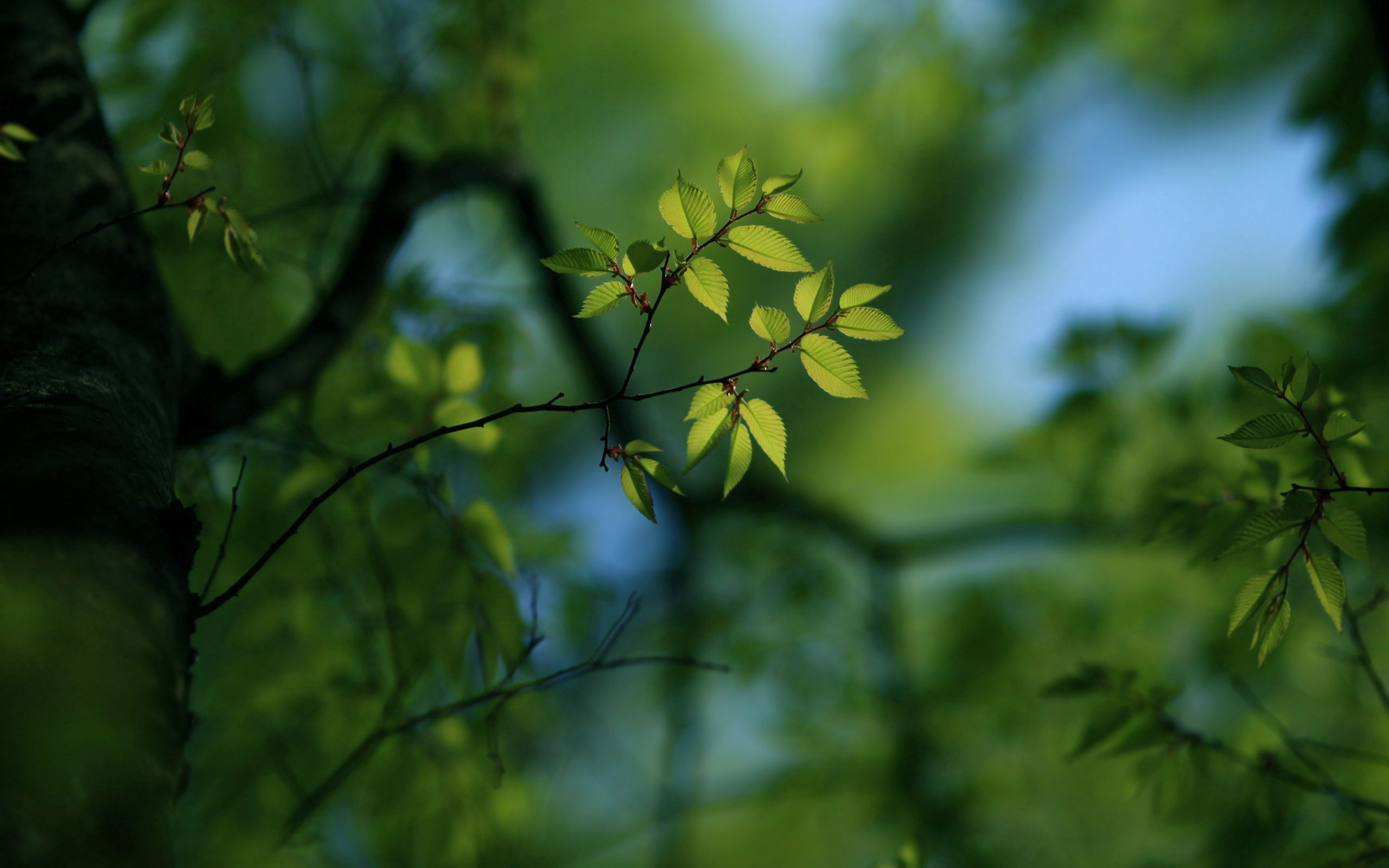Laden Sie das Blätter, Pflanze, Makro, Scheinen, Licht, Verblasst-Bild kostenlos auf Ihren PC-Desktop herunter