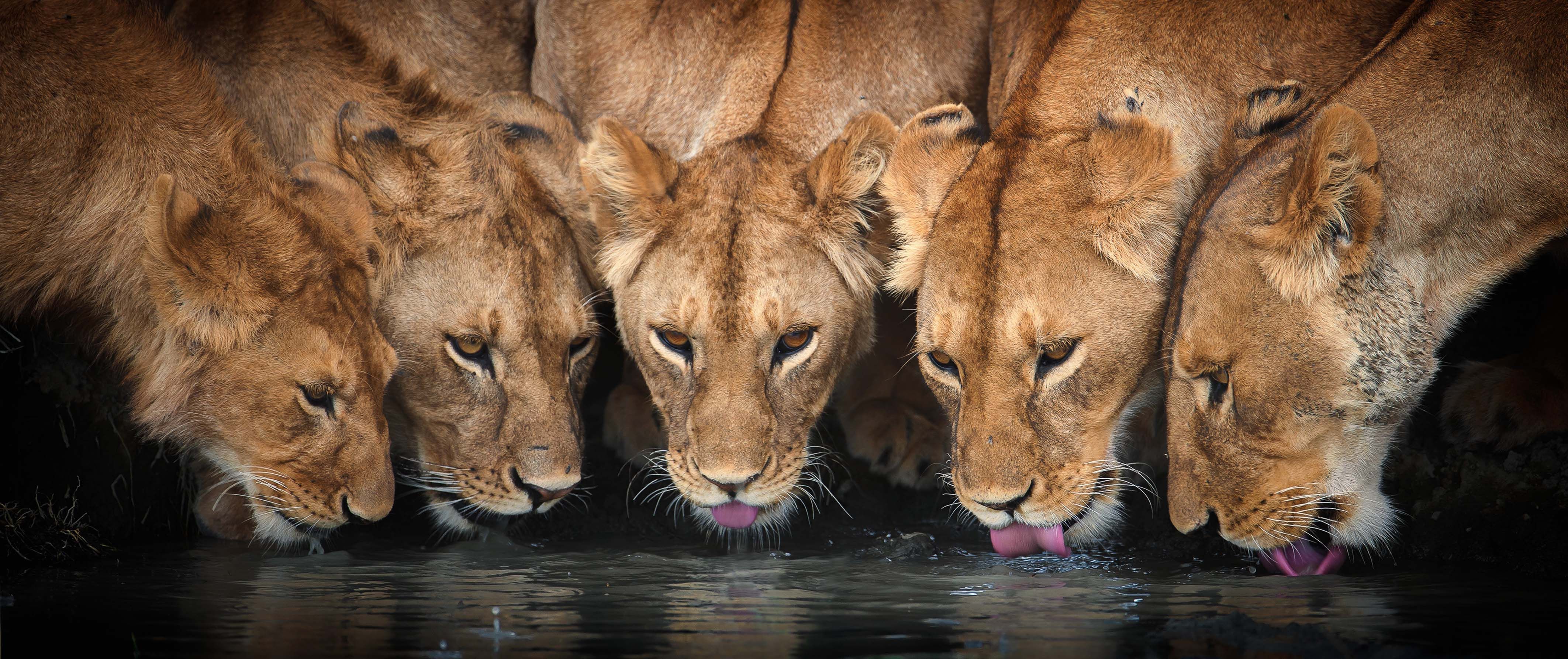 Téléchargez gratuitement l'image Animaux, Chats, Lion sur le bureau de votre PC